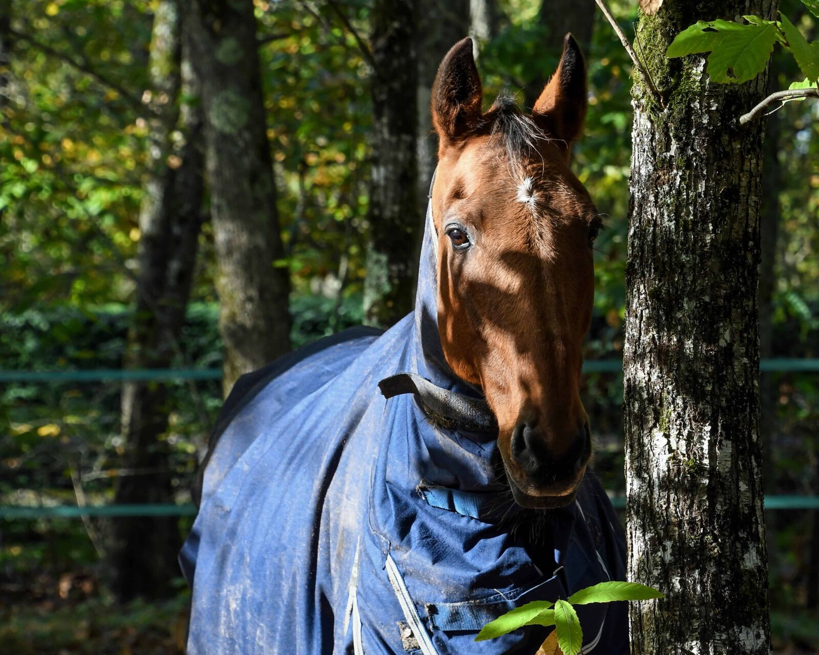 Nikon D500 sample photo. Horse, forest, cavalry, nature photography