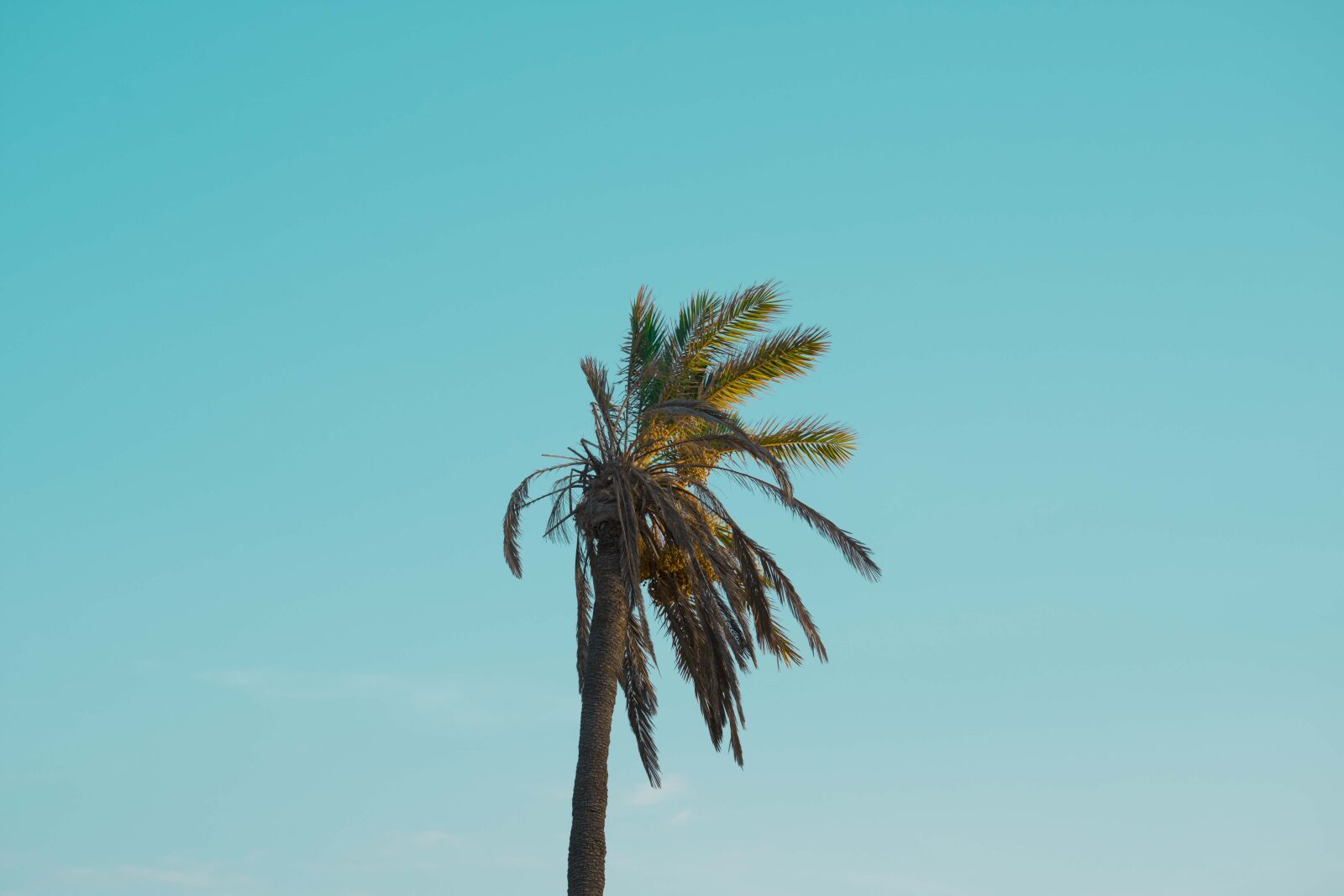 Nikon D3400 sample photo. Background, background, image, bluesky photography