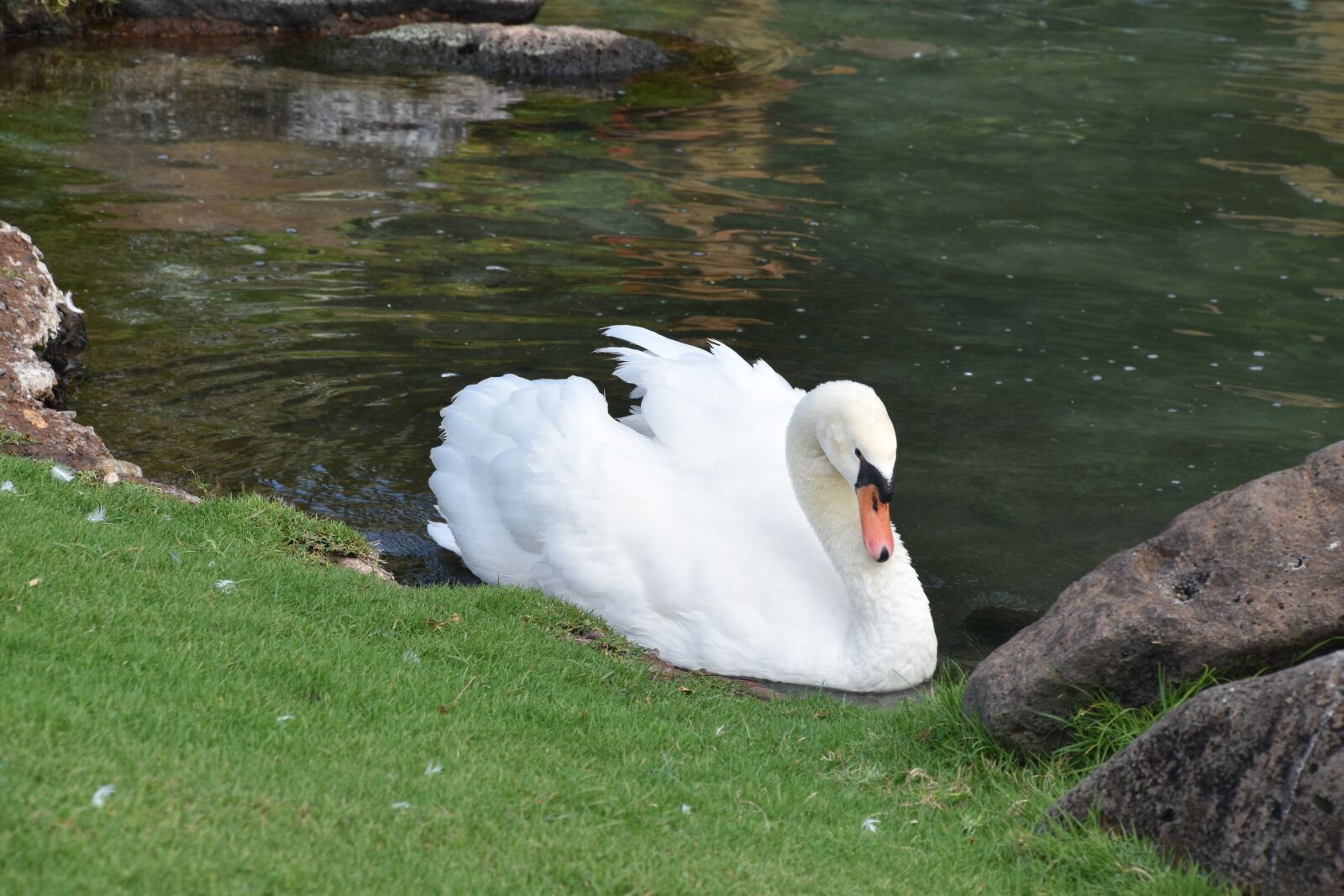 Nikon D5500 sample photo. Swan, bird, white photography