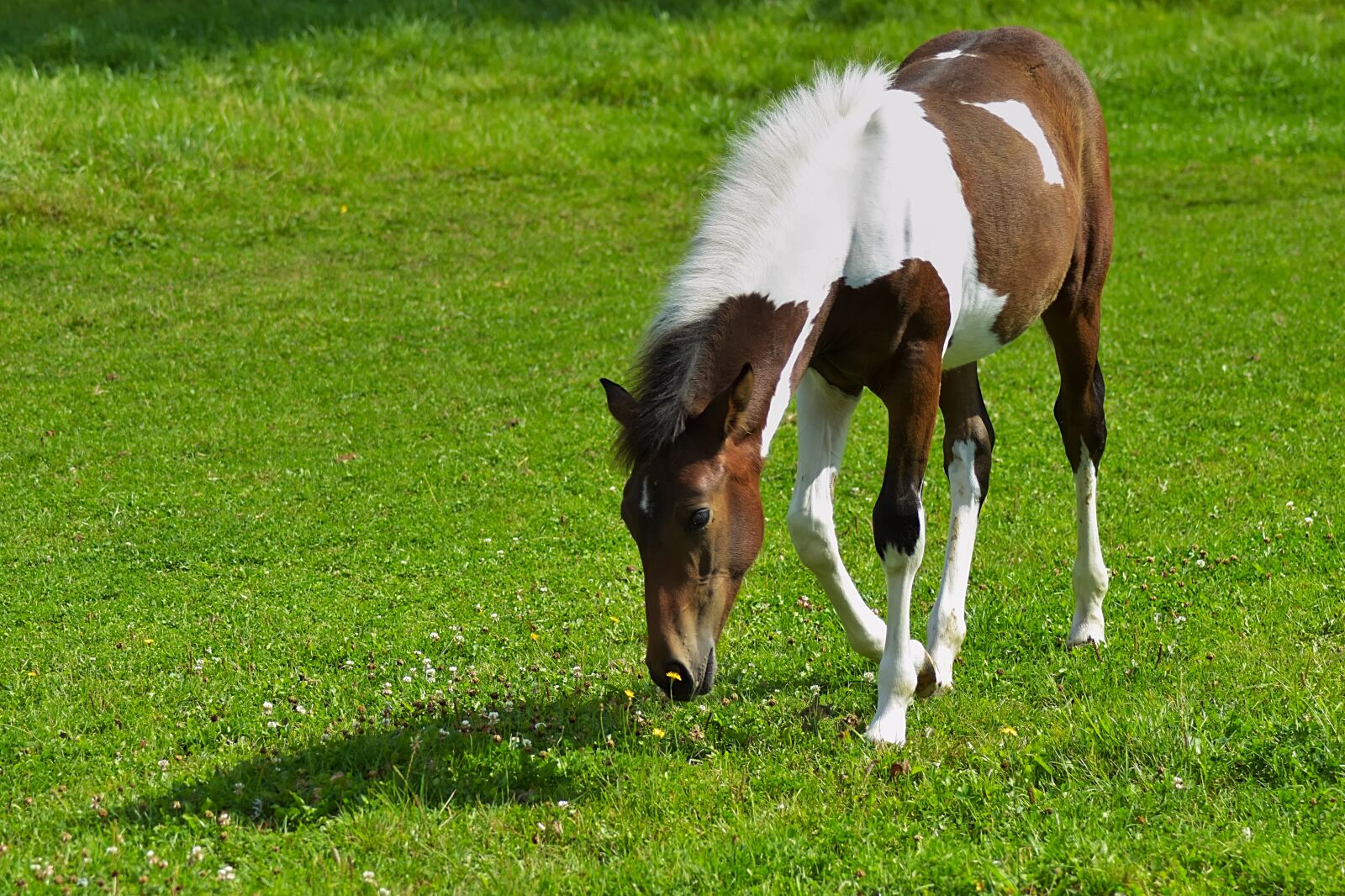 Nikon D7200 sample photo. Horse, equine, equestrian photography