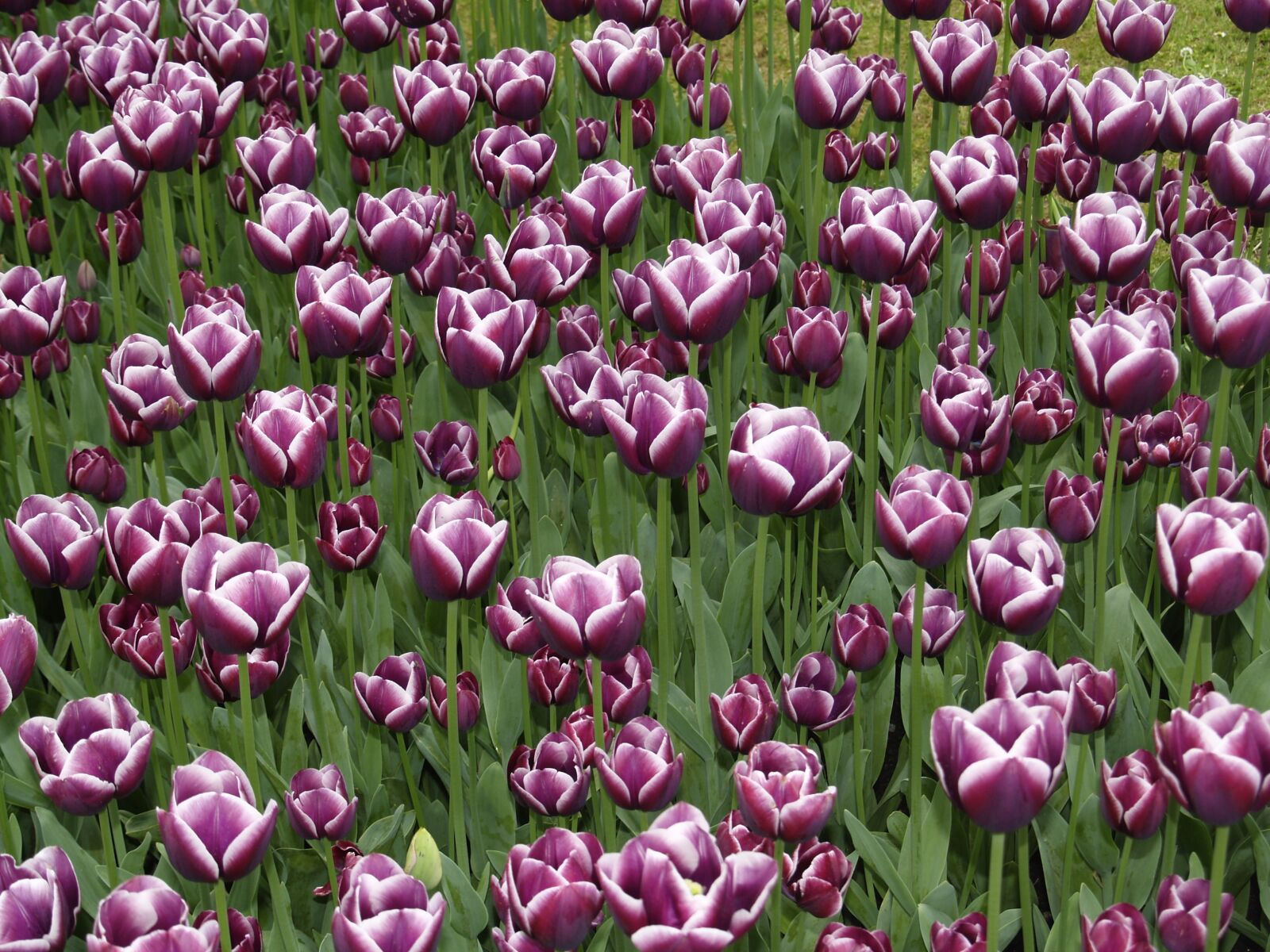 Olympus E-500 (EVOLT E-500) sample photo. Flowers, tulips, nature photography