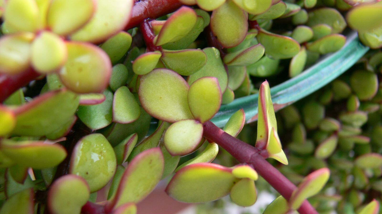 Panasonic DMC-FZ30 sample photo. Jade, succulent, green photography