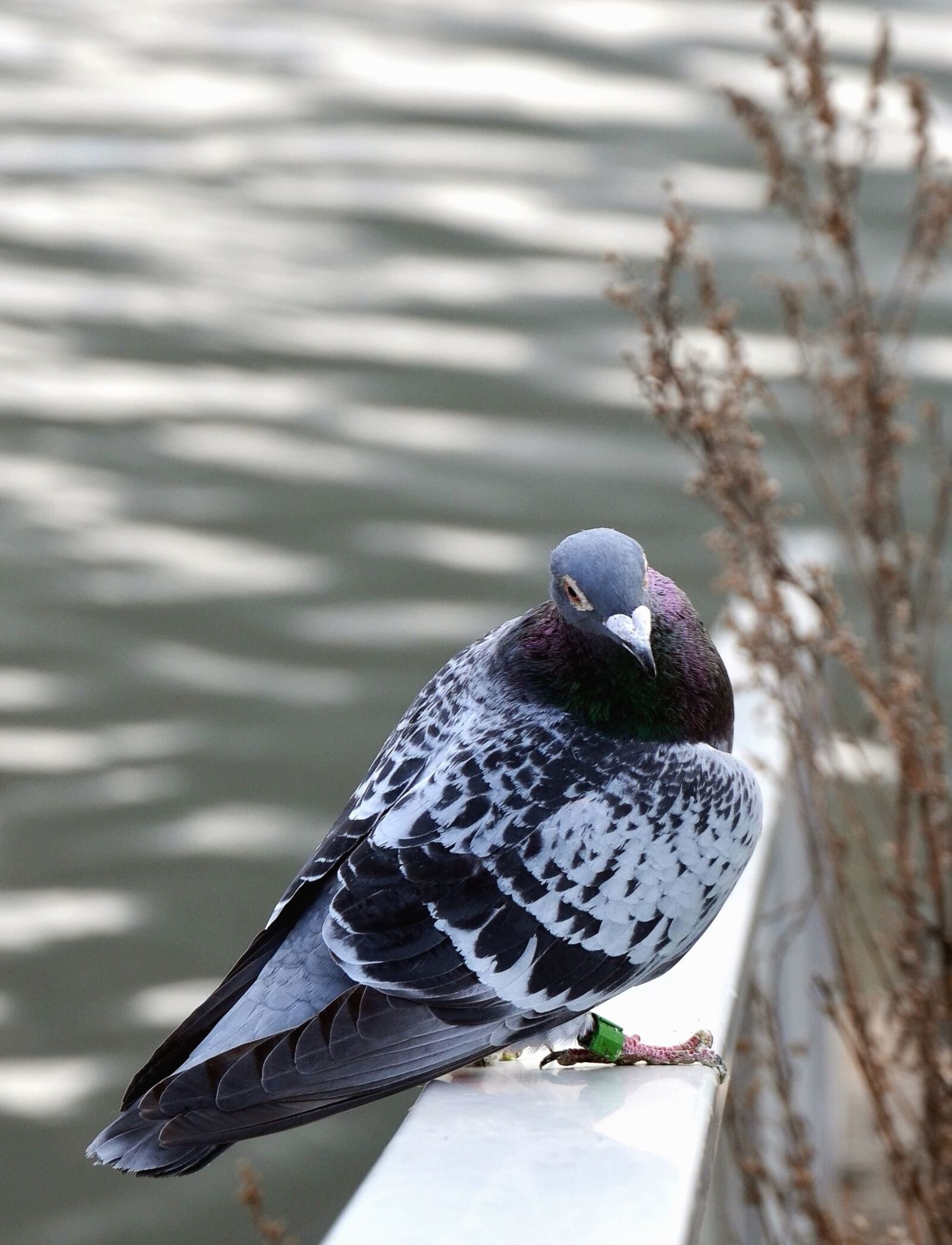 Nikon D5100 sample photo. Ring, pigeon, river, water photography