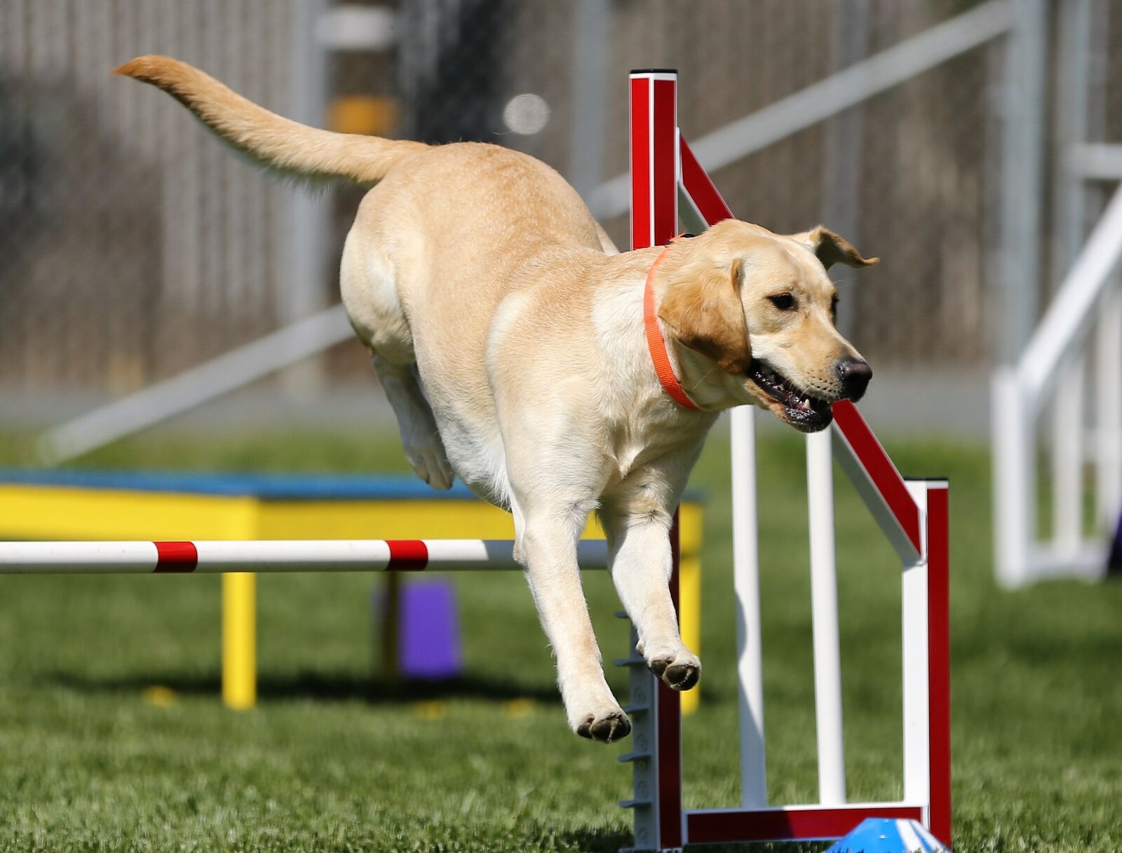 Canon EOS-1D X sample photo. Labrador retriever, agility, dog photography