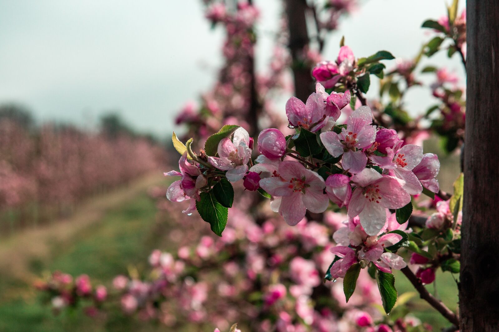 Tamron SP AF 17-50mm F2.8 XR Di II LD Aspherical (IF) sample photo. Sad, tree, apple trees photography
