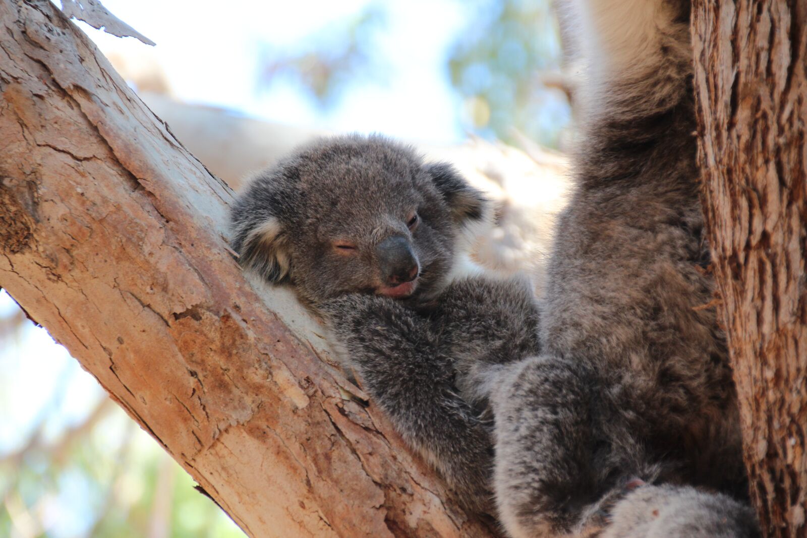Canon EOS 600D (Rebel EOS T3i / EOS Kiss X5) sample photo. Koala, australia, animal photography