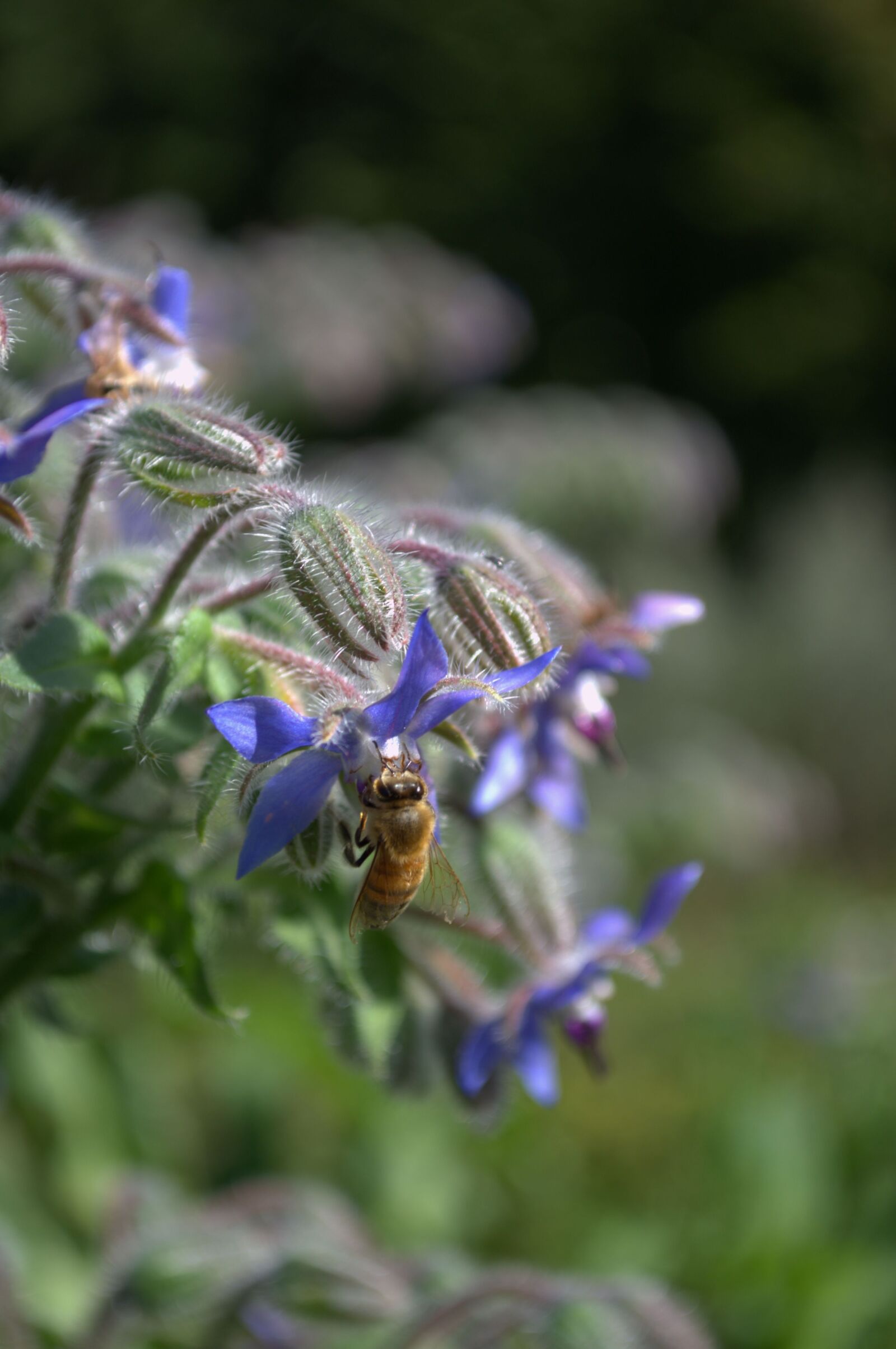 Nikon D3100 sample photo. Bee, autumn, flower photography