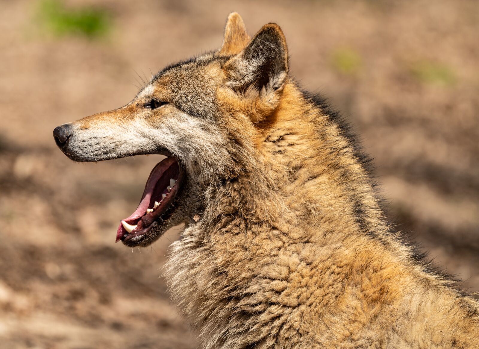 Nikon D850 sample photo. Wolf, yawning, teeth photography