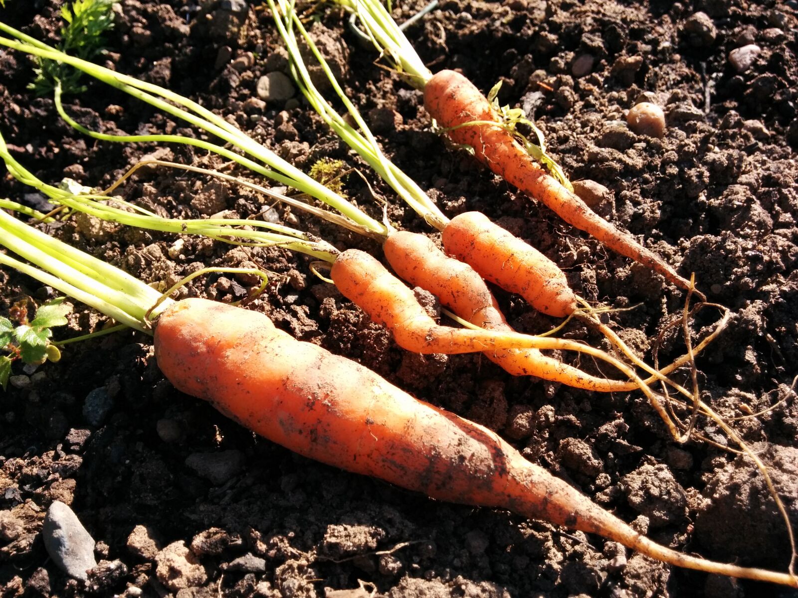 LG Nexus 5 sample photo. Carrots, organic, carrot photography