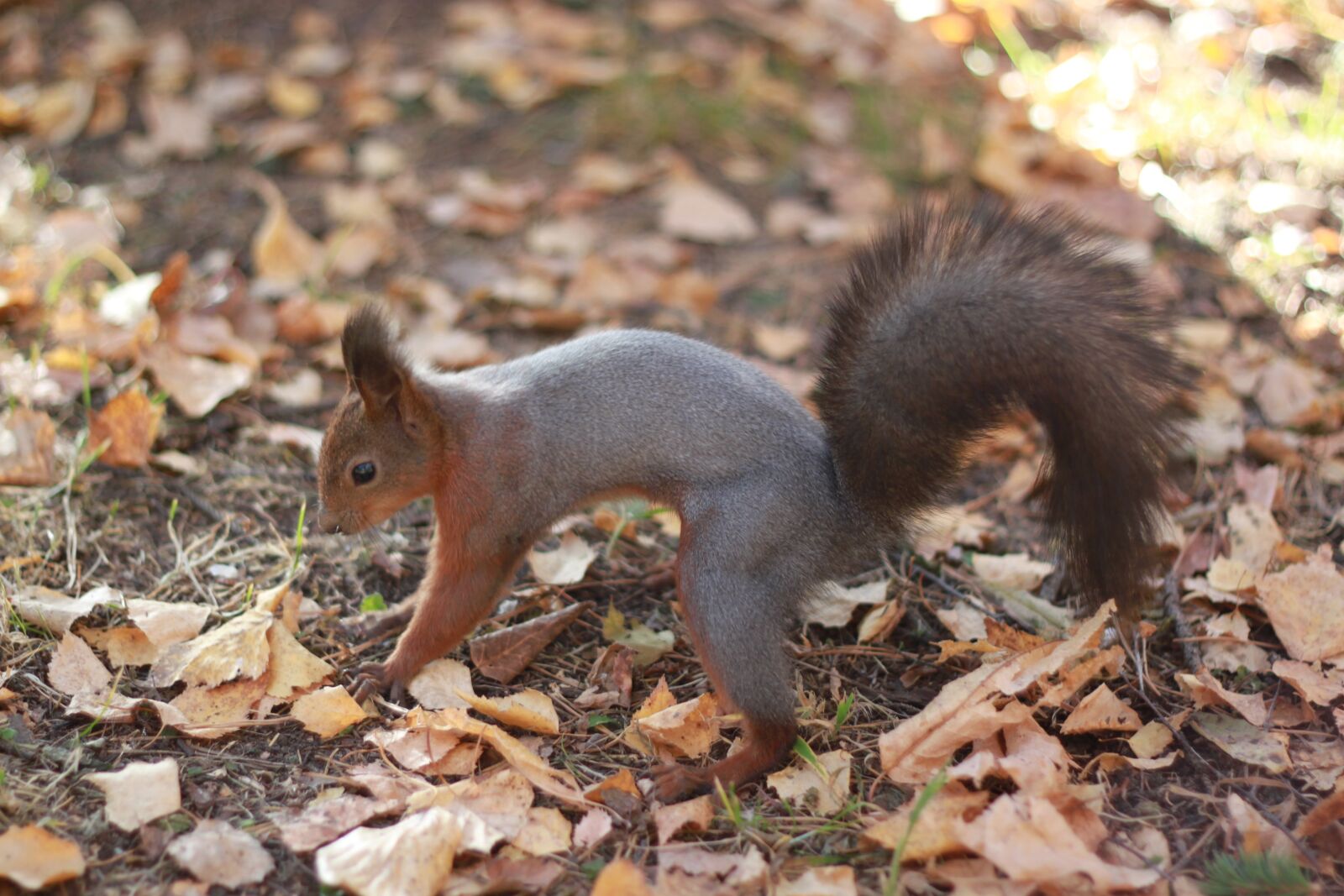 Canon EOS 500D (EOS Rebel T1i / EOS Kiss X3) sample photo. Squirrel, autumn, nature photography