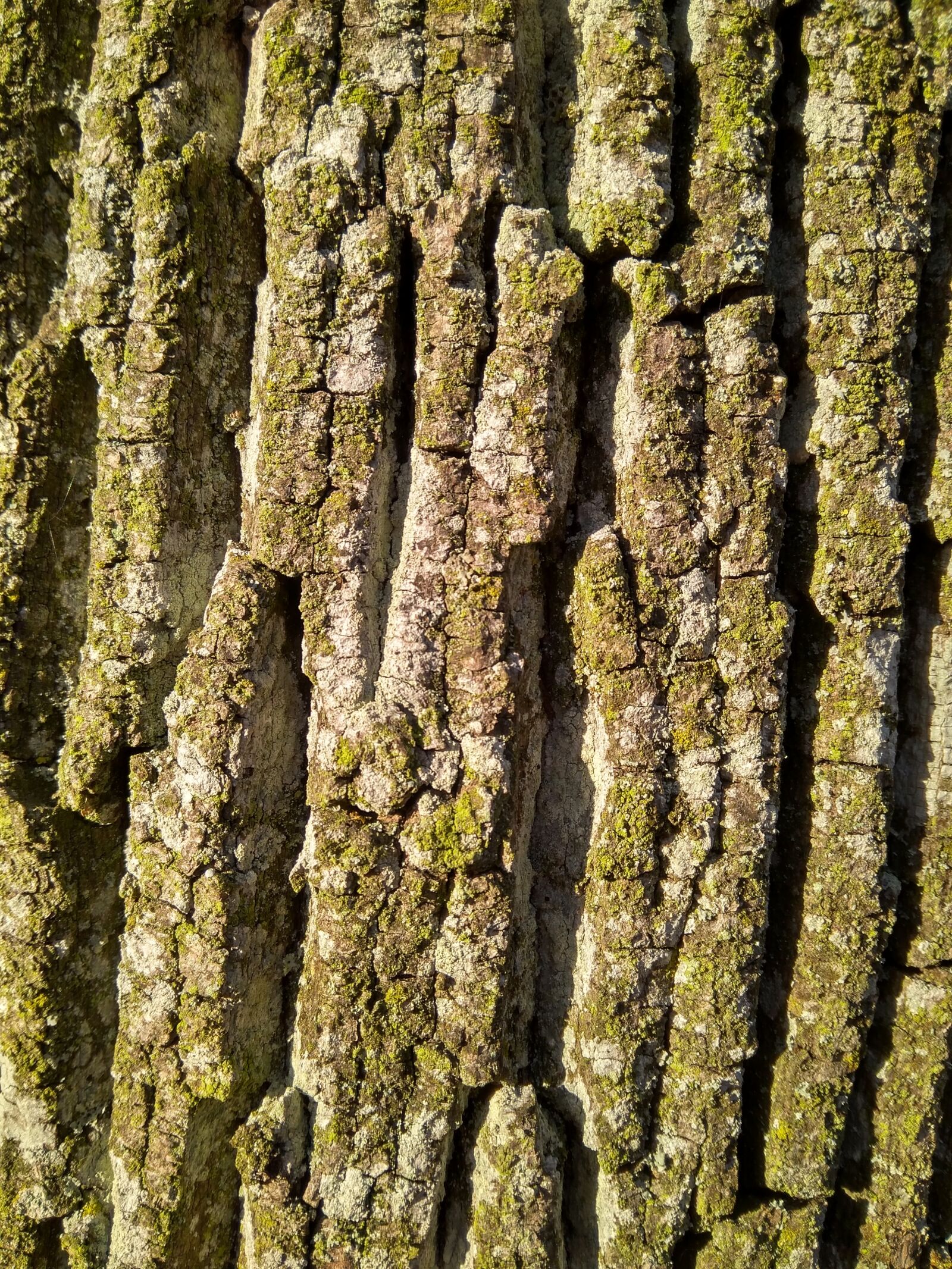 Xiaomi Redmi 4A sample photo. Bark, tree, forest photography