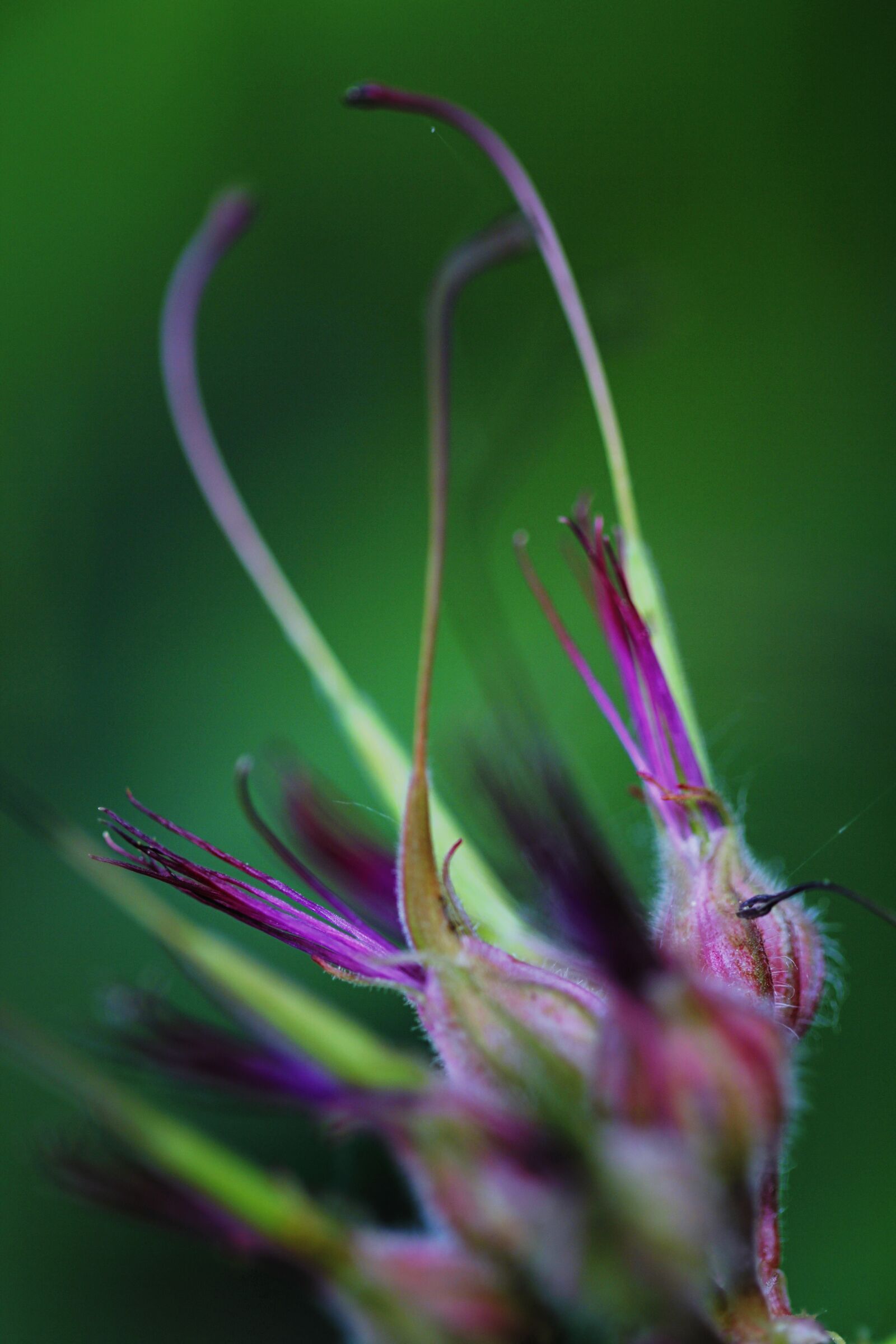 Canon EF 100mm F2.8L Macro IS USM sample photo. Macro photography, flowers, bud photography