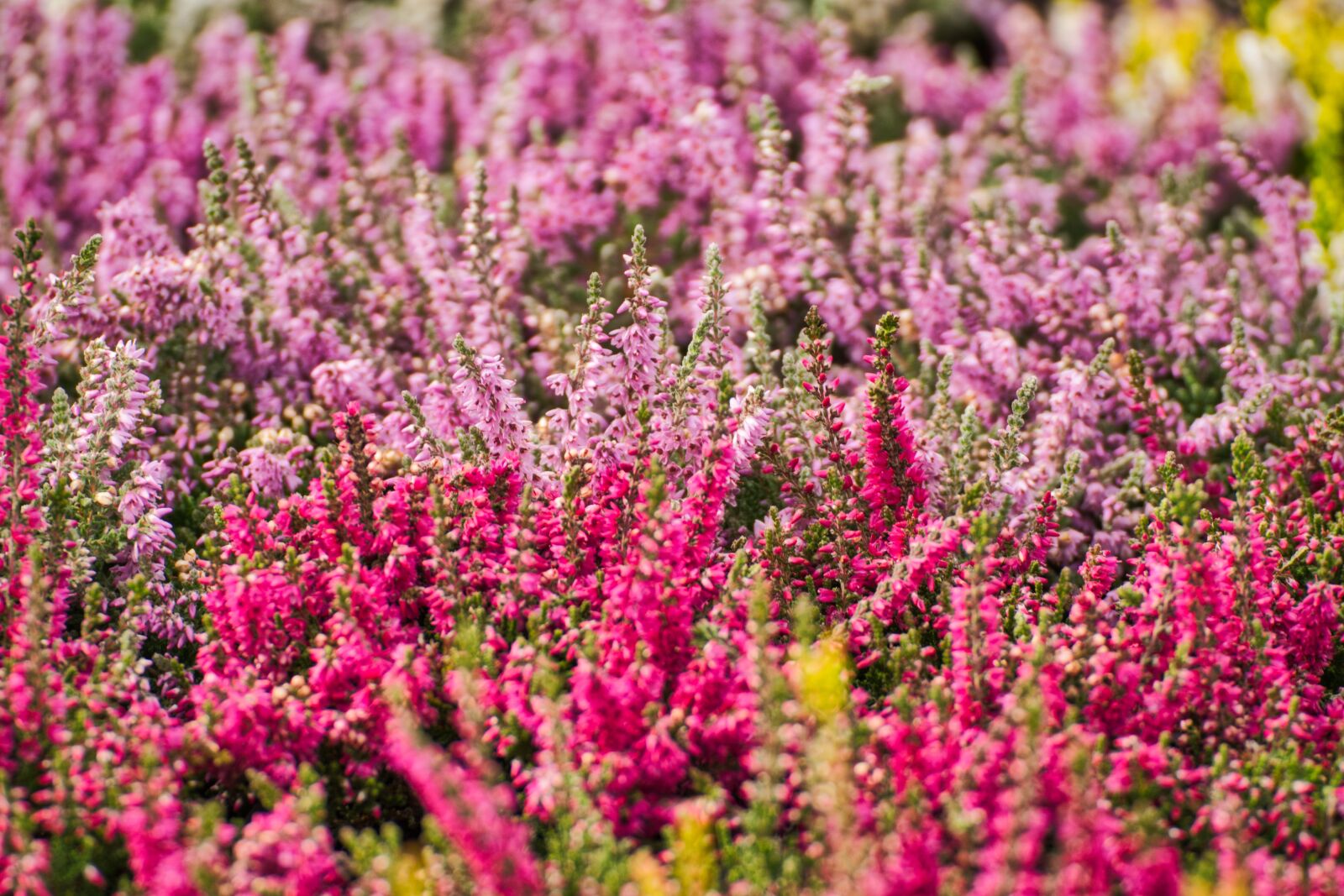 Nikon D5300 sample photo. Heather, colorful, diverse photography