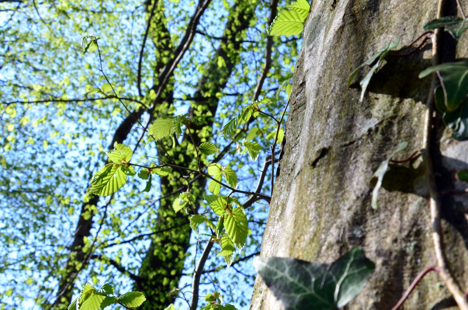 Nikon D5100 sample photo. Forest, beech, leaves photography
