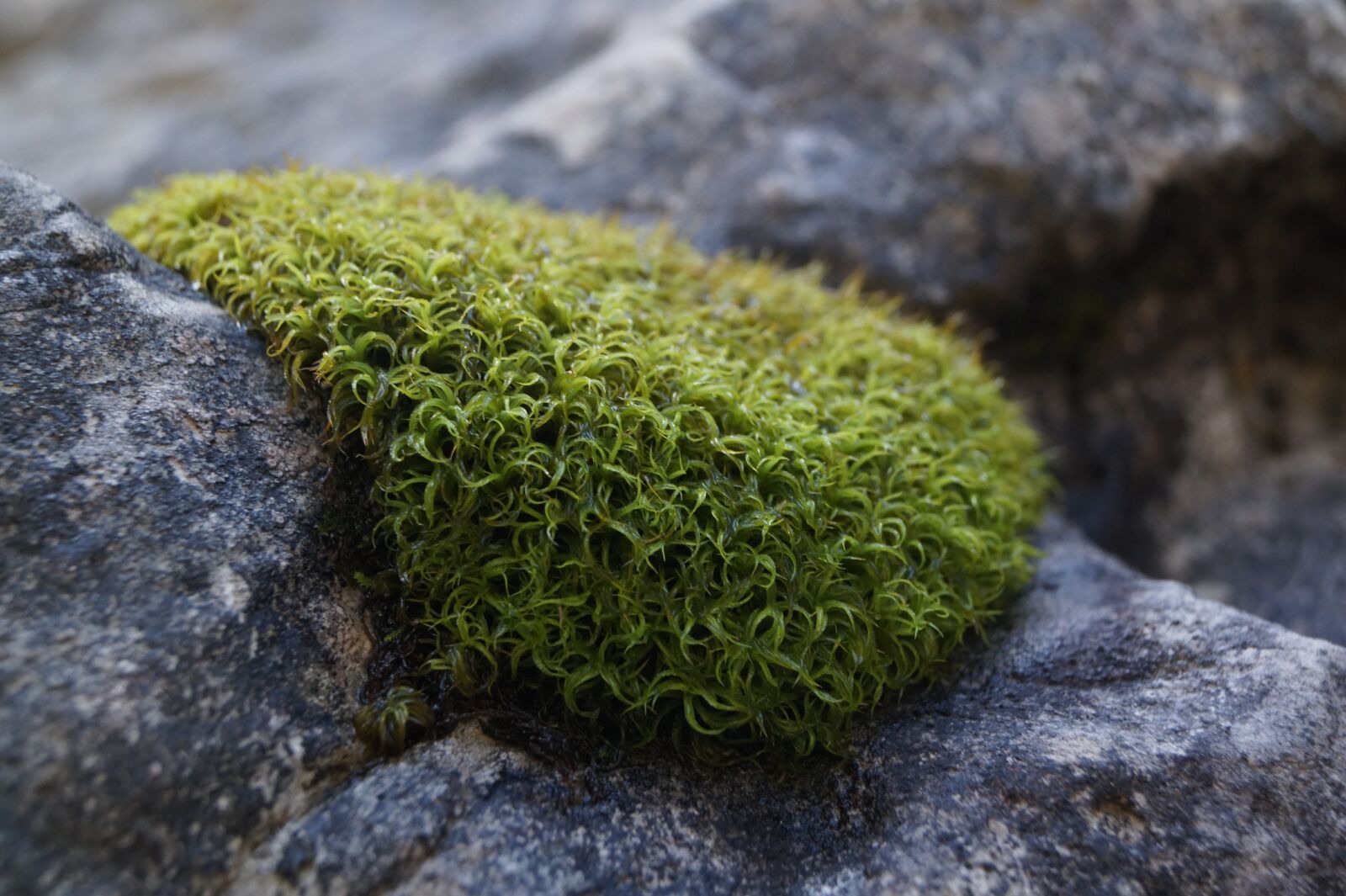 Sony DT 18-55mm F3.5-5.6 SAM II sample photo. Moss, green, nature photography