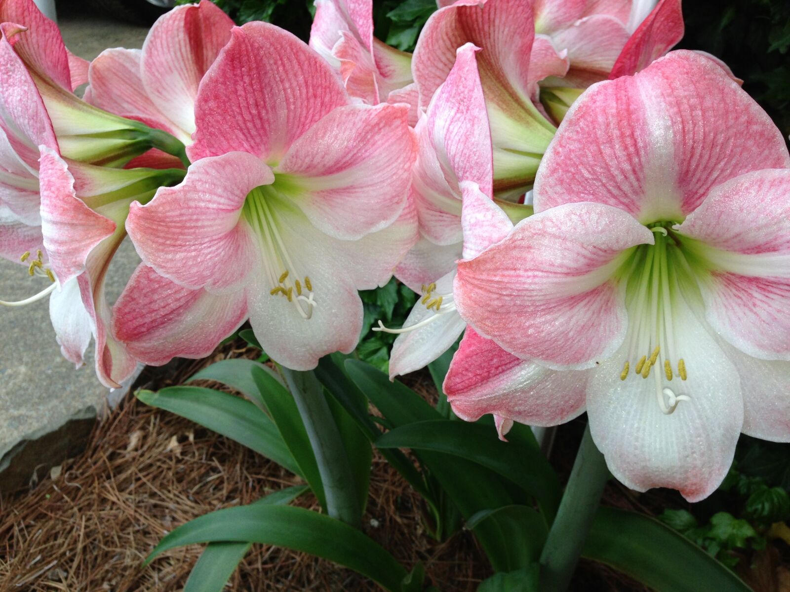 Apple iPhone 5 sample photo. Lilies, flowers, spring photography