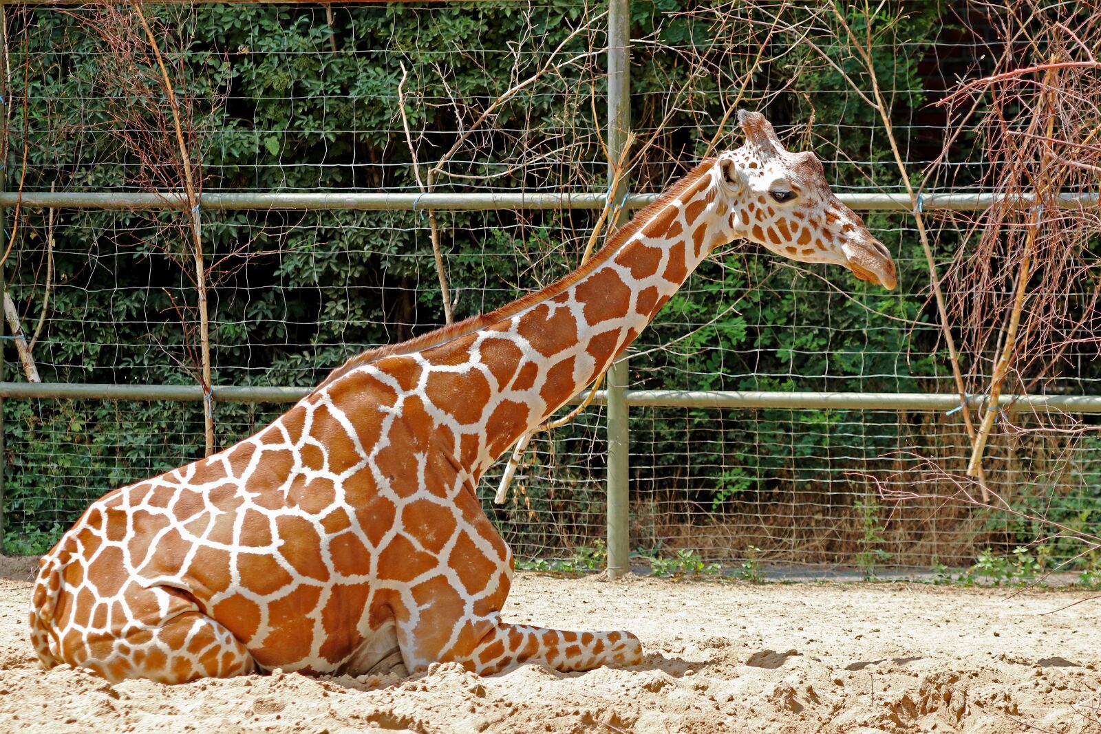 Canon EOS 80D sample photo. Giraffe, zoo, mammal photography