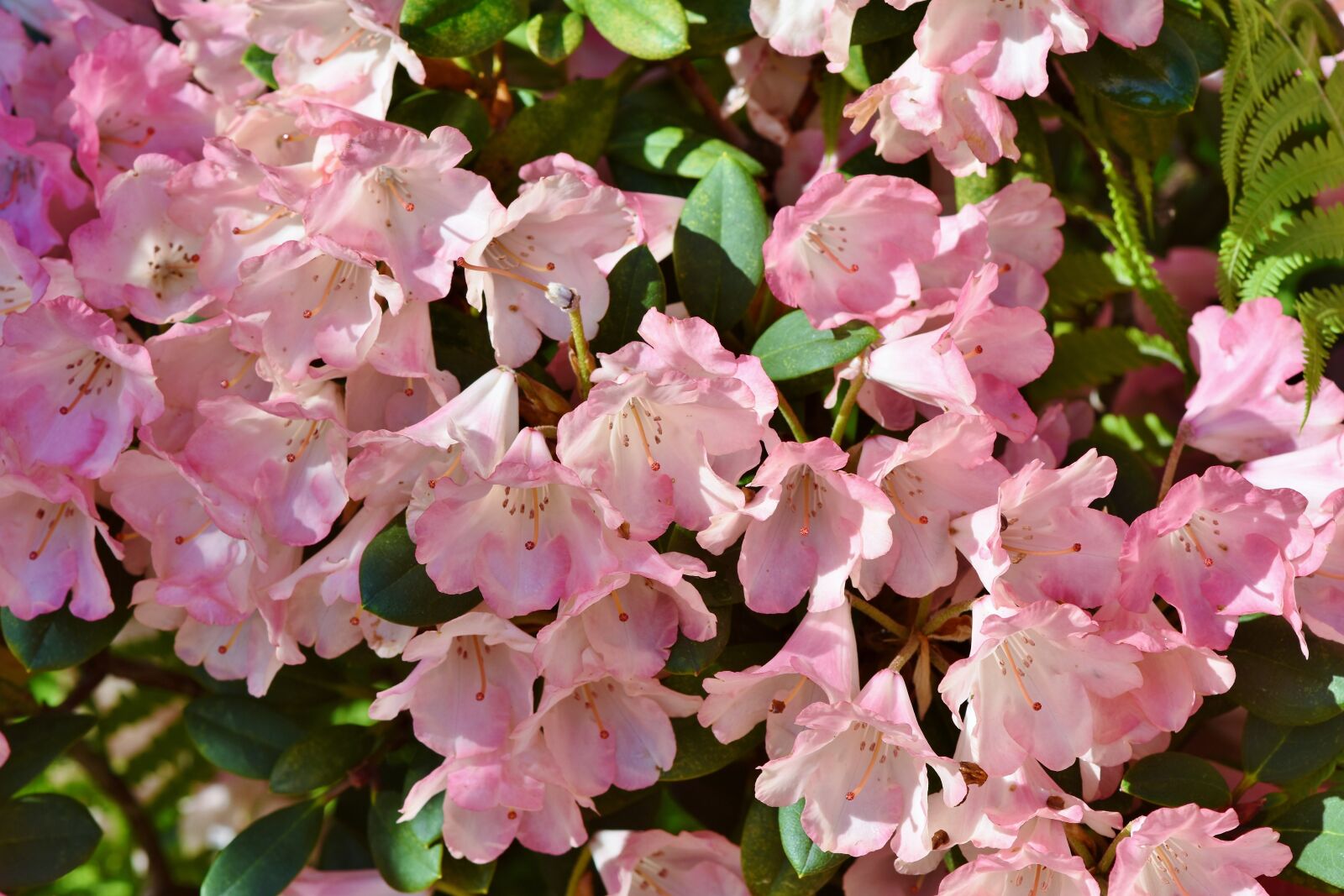 Nikon D7200 sample photo. Rhododendron, rhododendron buds, rhododendron photography