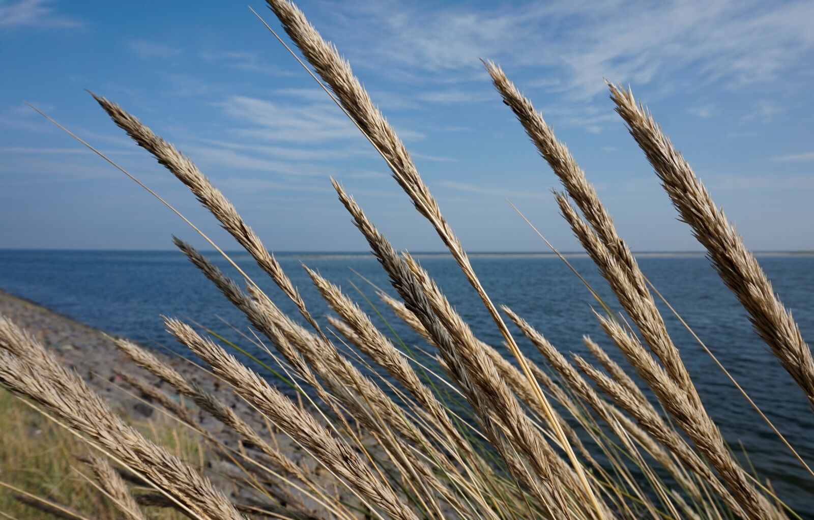 Sony Alpha a5000 (ILCE 5000) sample photo. Nature, summer, sky photography