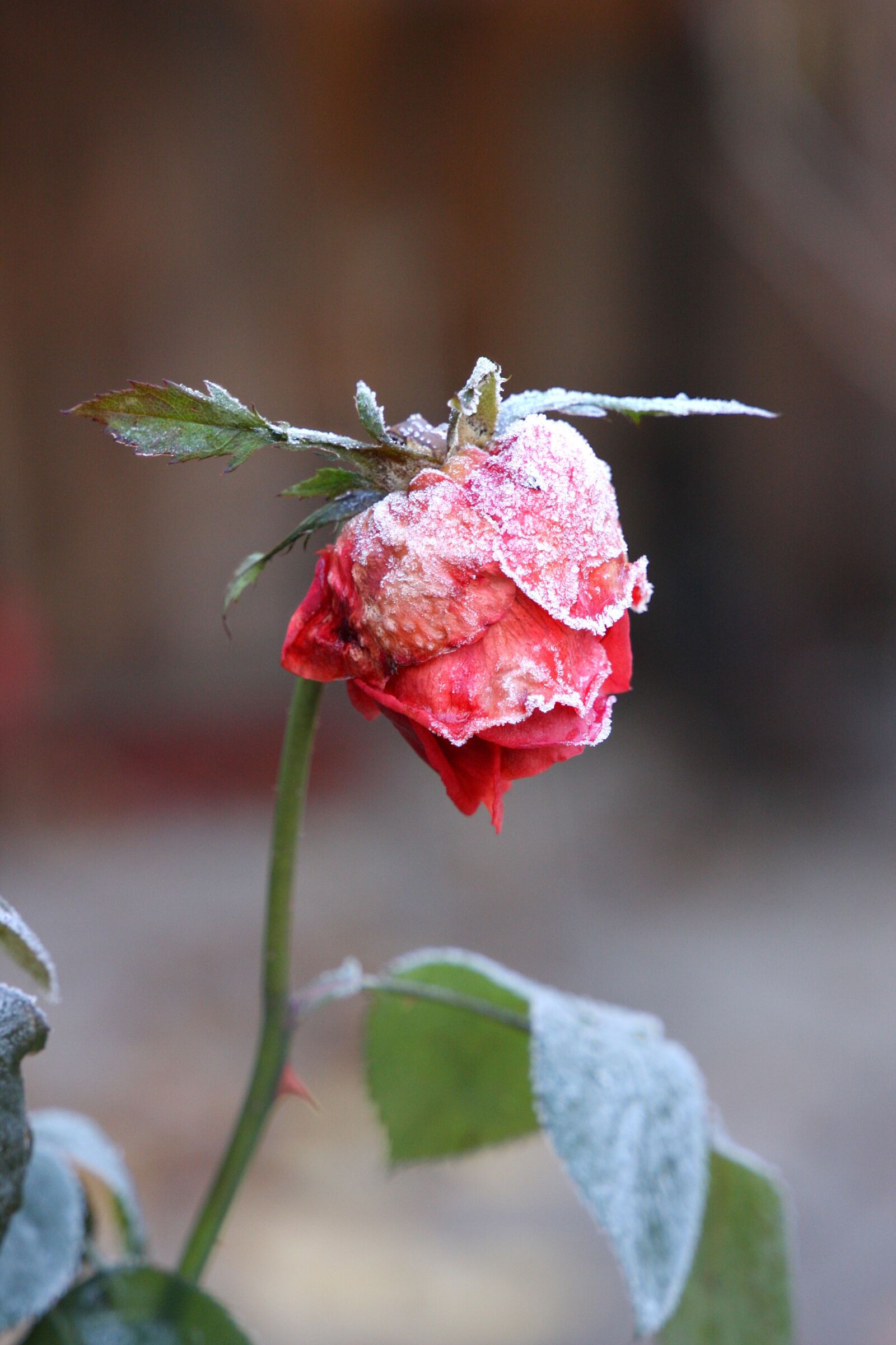 Canon EOS 40D sample photo. Rose, frost, winter photography