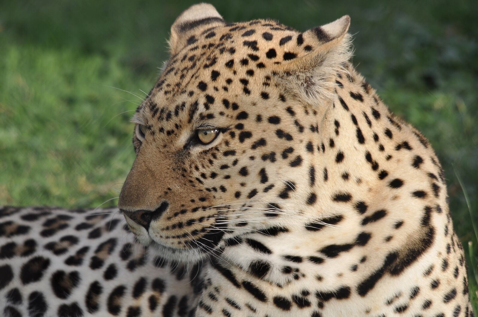 Nikon D90 sample photo. Wildlife, nature, cat photography