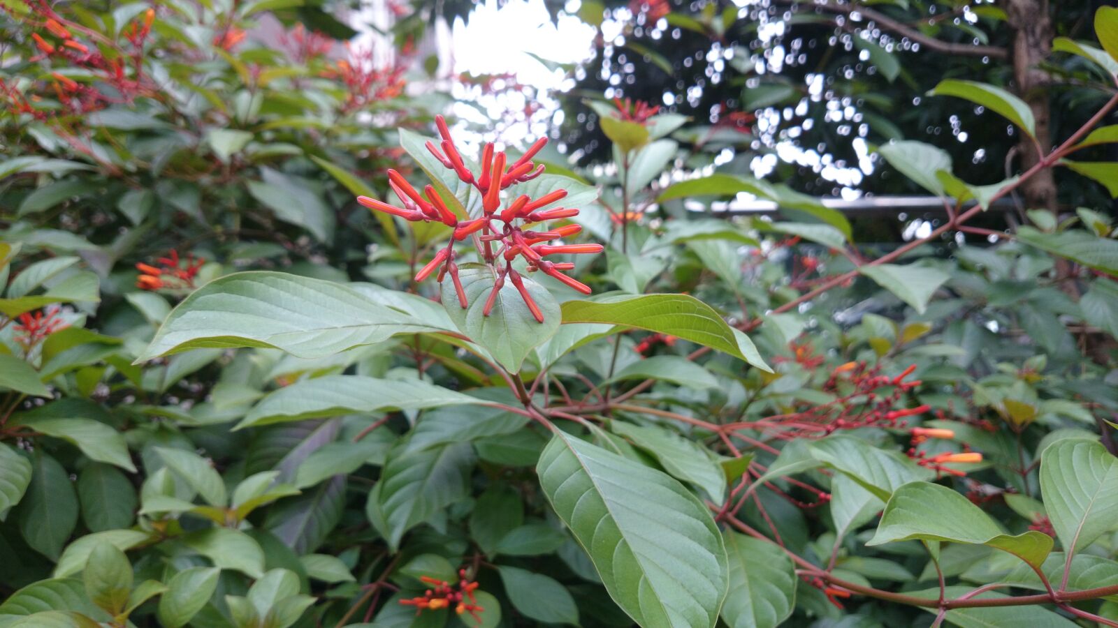 Sony Xperia Z1 sample photo. Flower, sony phone, 17 00 photography