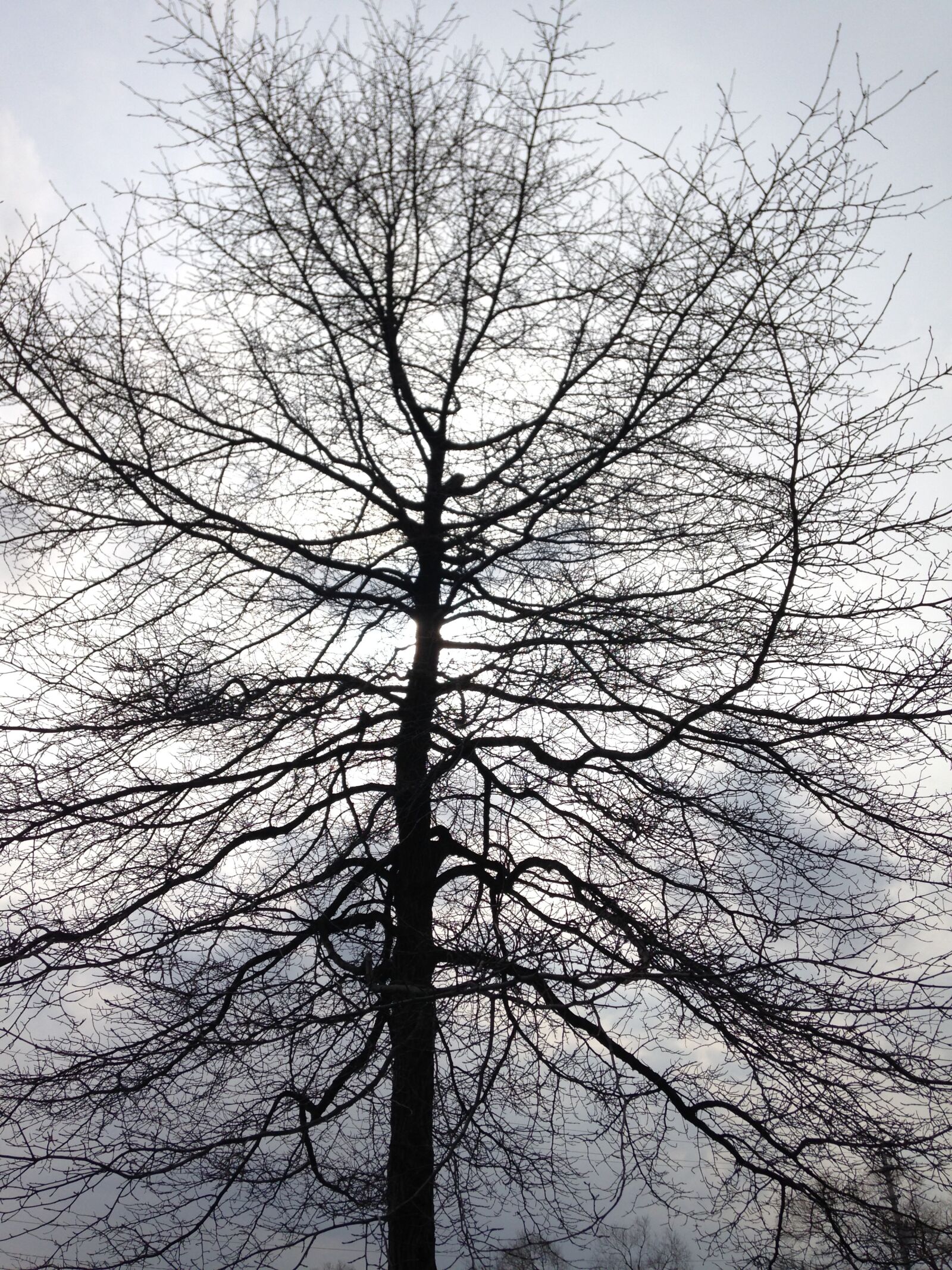 iPhone 5 back camera 4.12mm f/2.4 sample photo. Tree, black, white photography