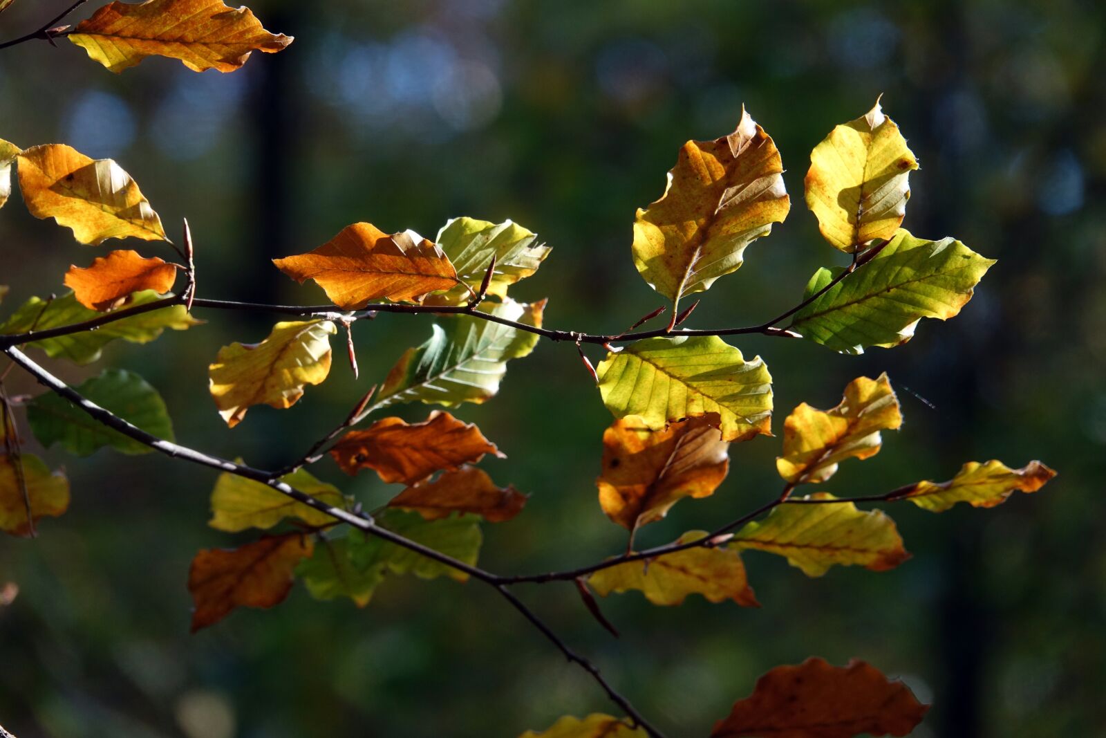 Sony Cyber-shot DSC-RX10 III sample photo. Leaves, autumn, autumn leaves photography