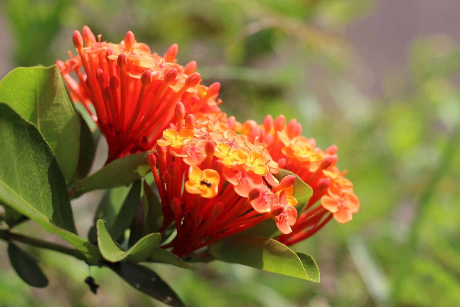 Canon EOS 600D (Rebel EOS T3i / EOS Kiss X5) + Canon EF 50mm F1.8 II sample photo. Flower, ixora, garden photography