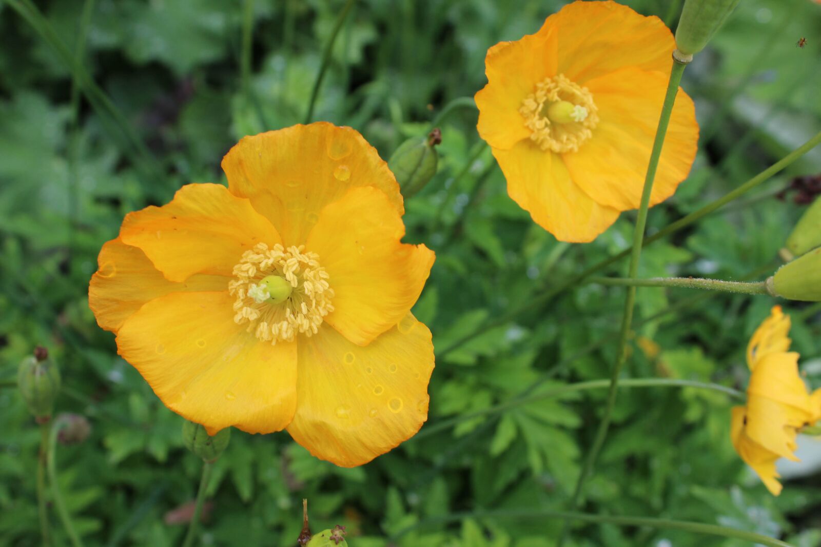 Canon EOS 1200D (EOS Rebel T5 / EOS Kiss X70 / EOS Hi) sample photo. Poppy, yellow, flower photography