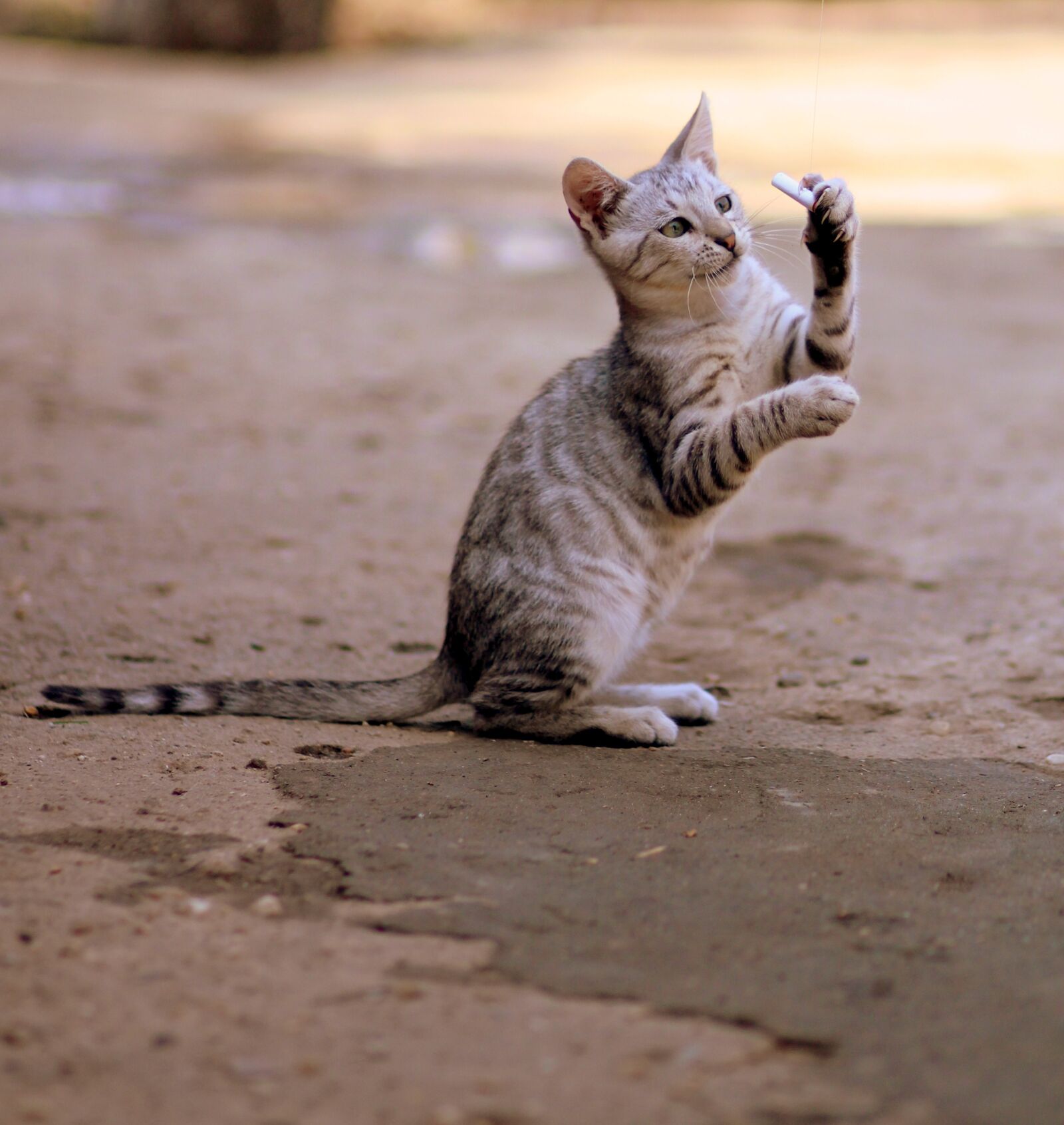 Canon EOS 700D (EOS Rebel T5i / EOS Kiss X7i) + Canon EF 85mm F1.8 USM sample photo. Cat, gray, stripes photography