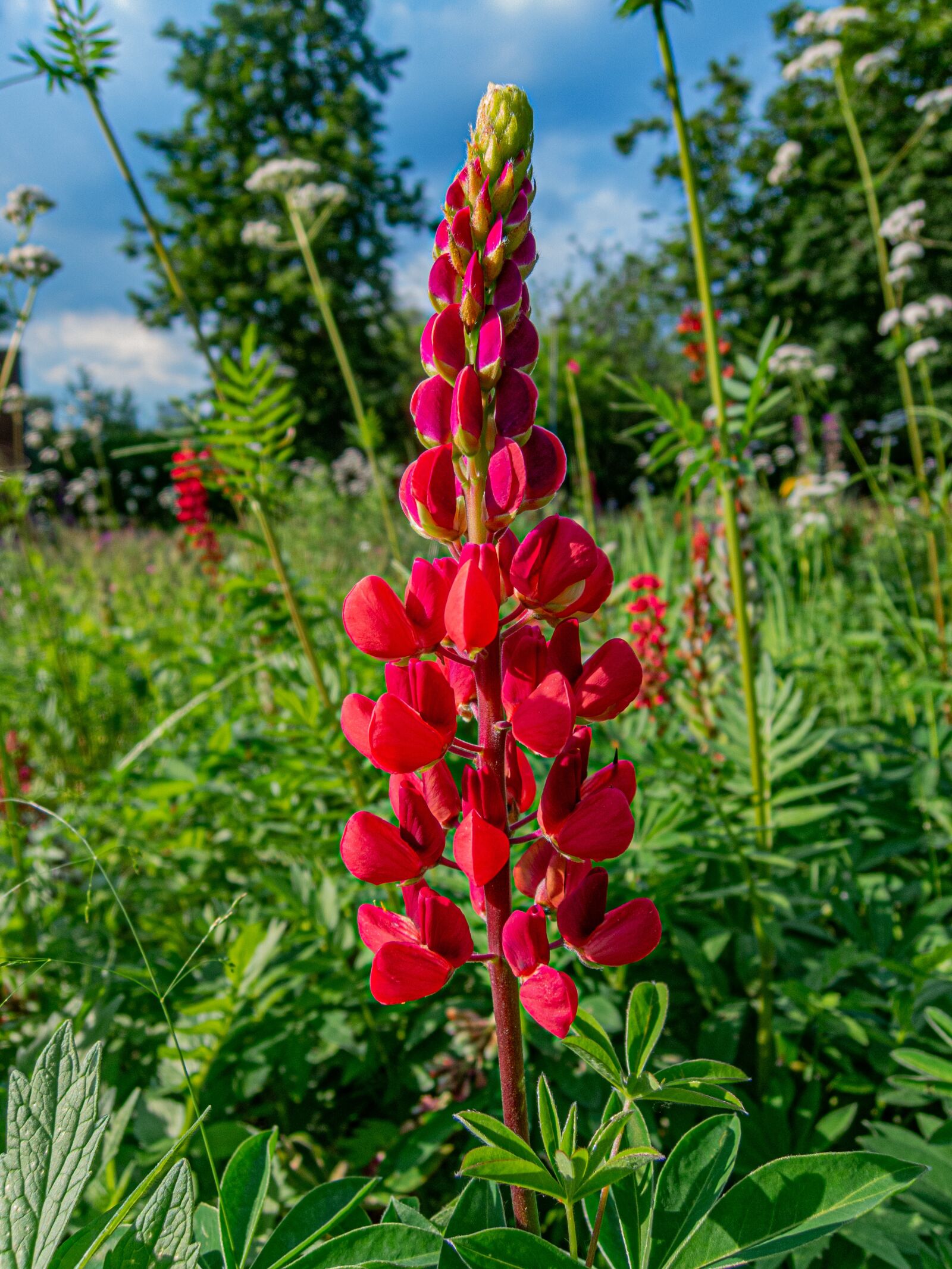Nikon Coolpix P340 sample photo. Lupine, flower, red photography