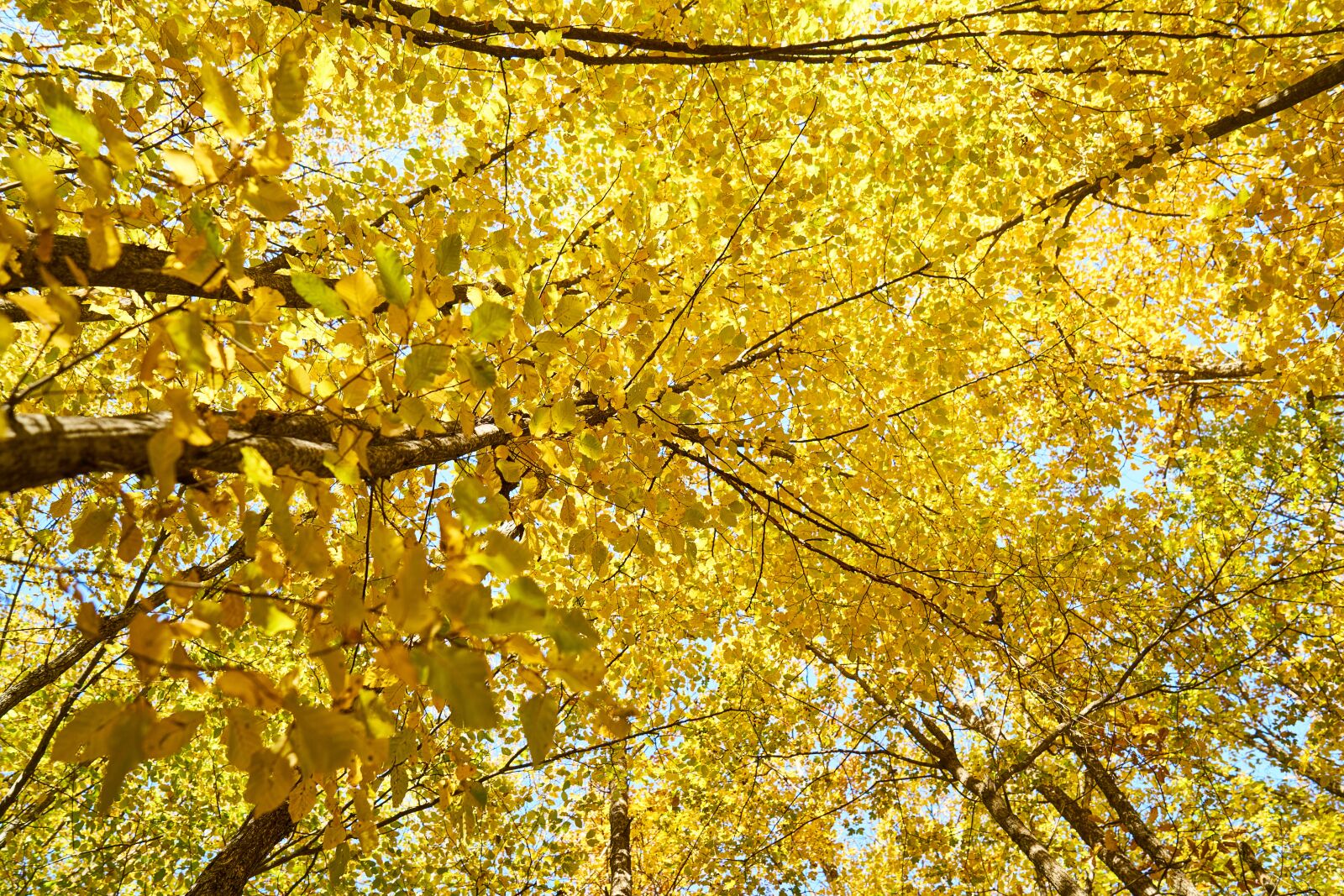 Sony a7R II sample photo. Yellow, autumn, leaves photography