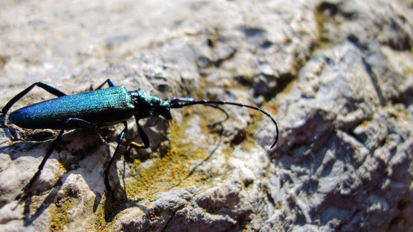 Samsung Digimax S830 / Kenox S830 sample photo. Beetle, rock photography