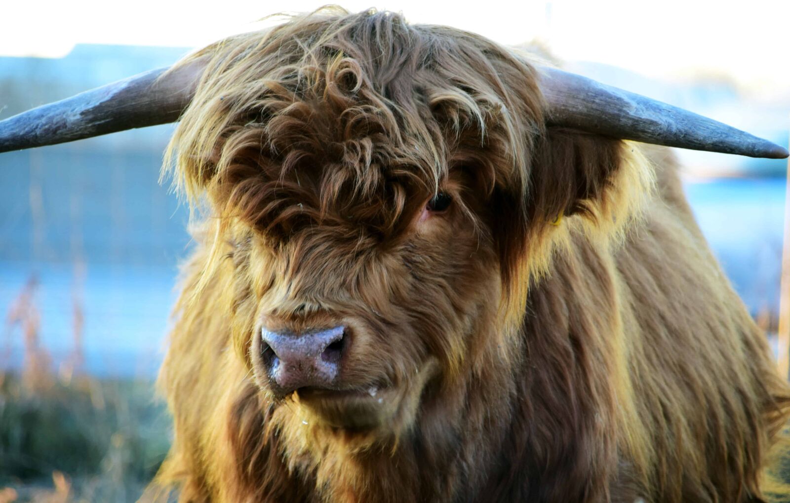 Nikon D3300 sample photo. Cattle, nature, animal, cow photography