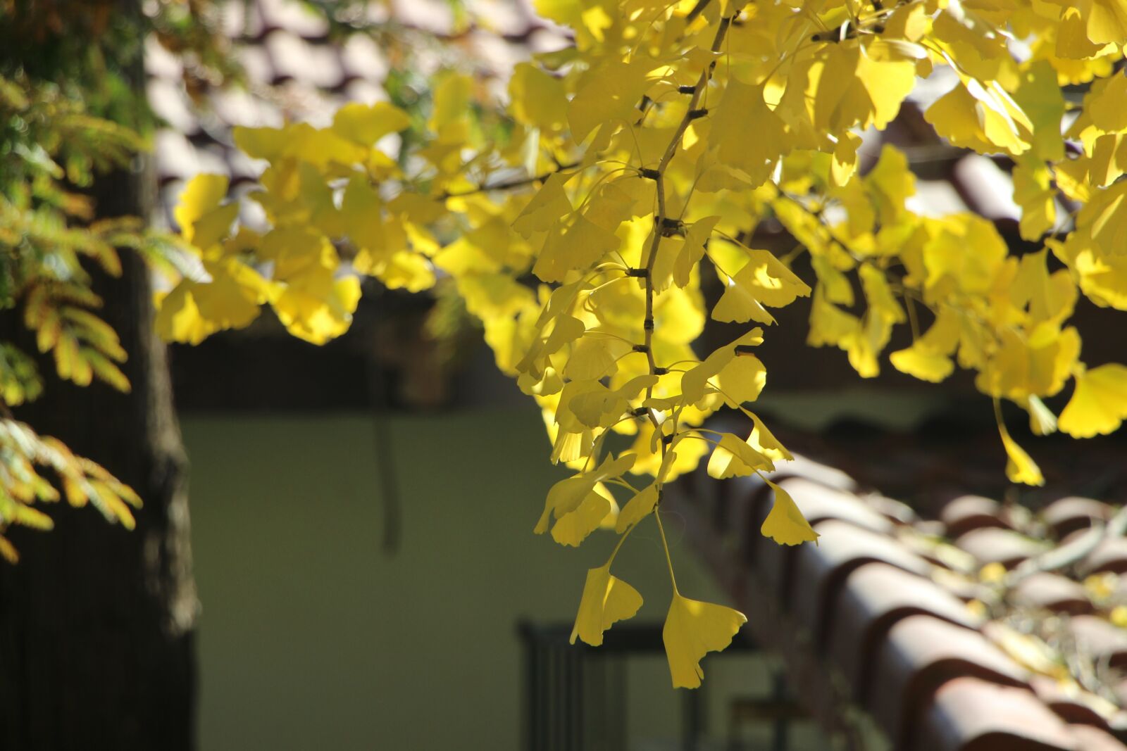 Canon EOS 600D (Rebel EOS T3i / EOS Kiss X5) sample photo. Leaf, leaves, autumn photography