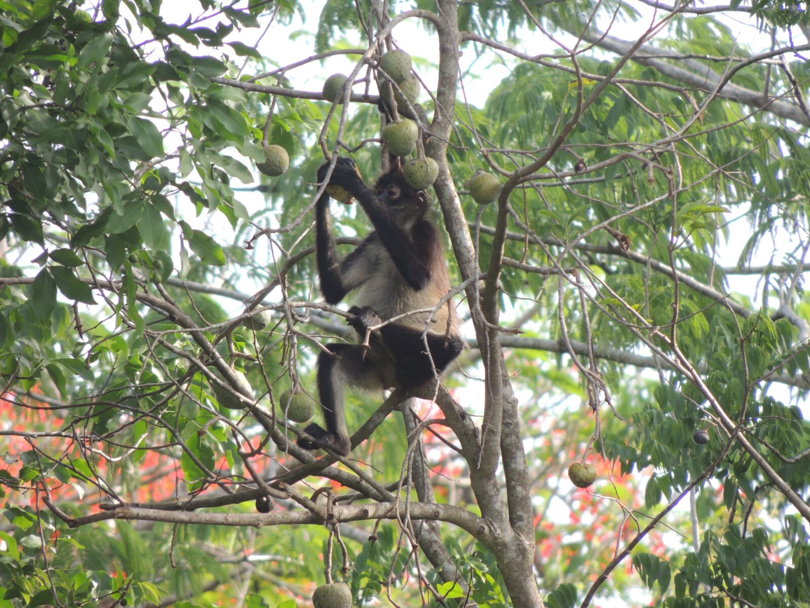 Nikon Coolpix P510 sample photo. Mono, spider monkey, nature photography
