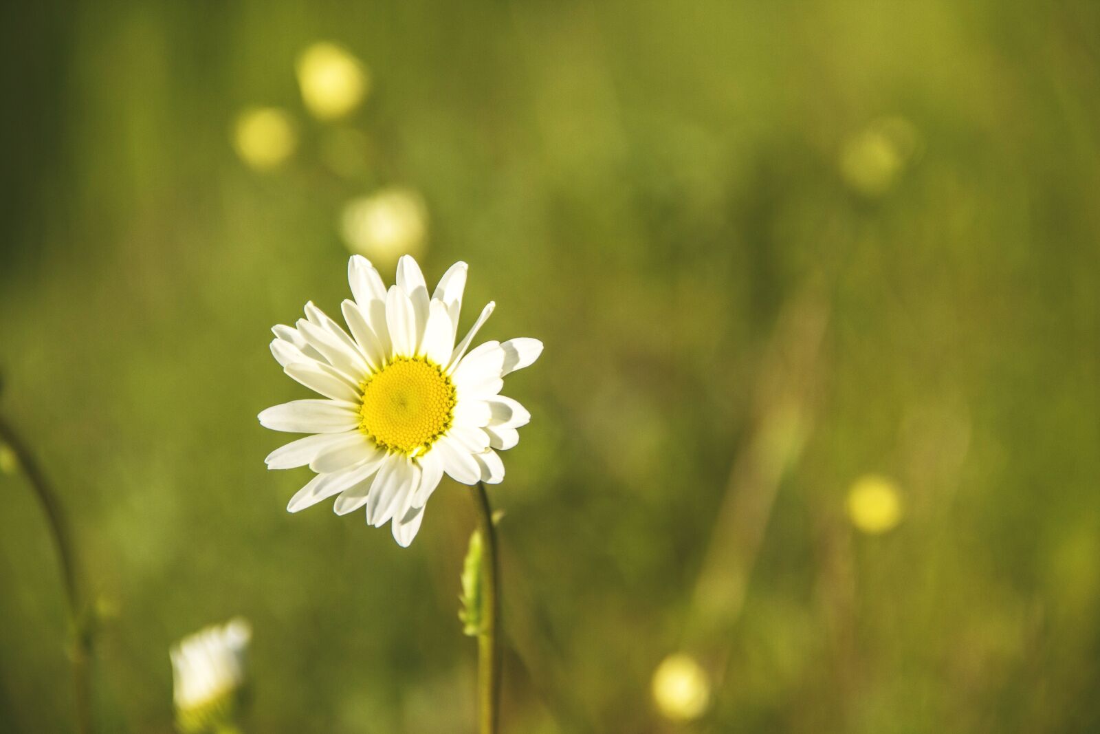 Canon EF-S 18-135mm F3.5-5.6 IS sample photo. Daisy, flower, meadow flower photography