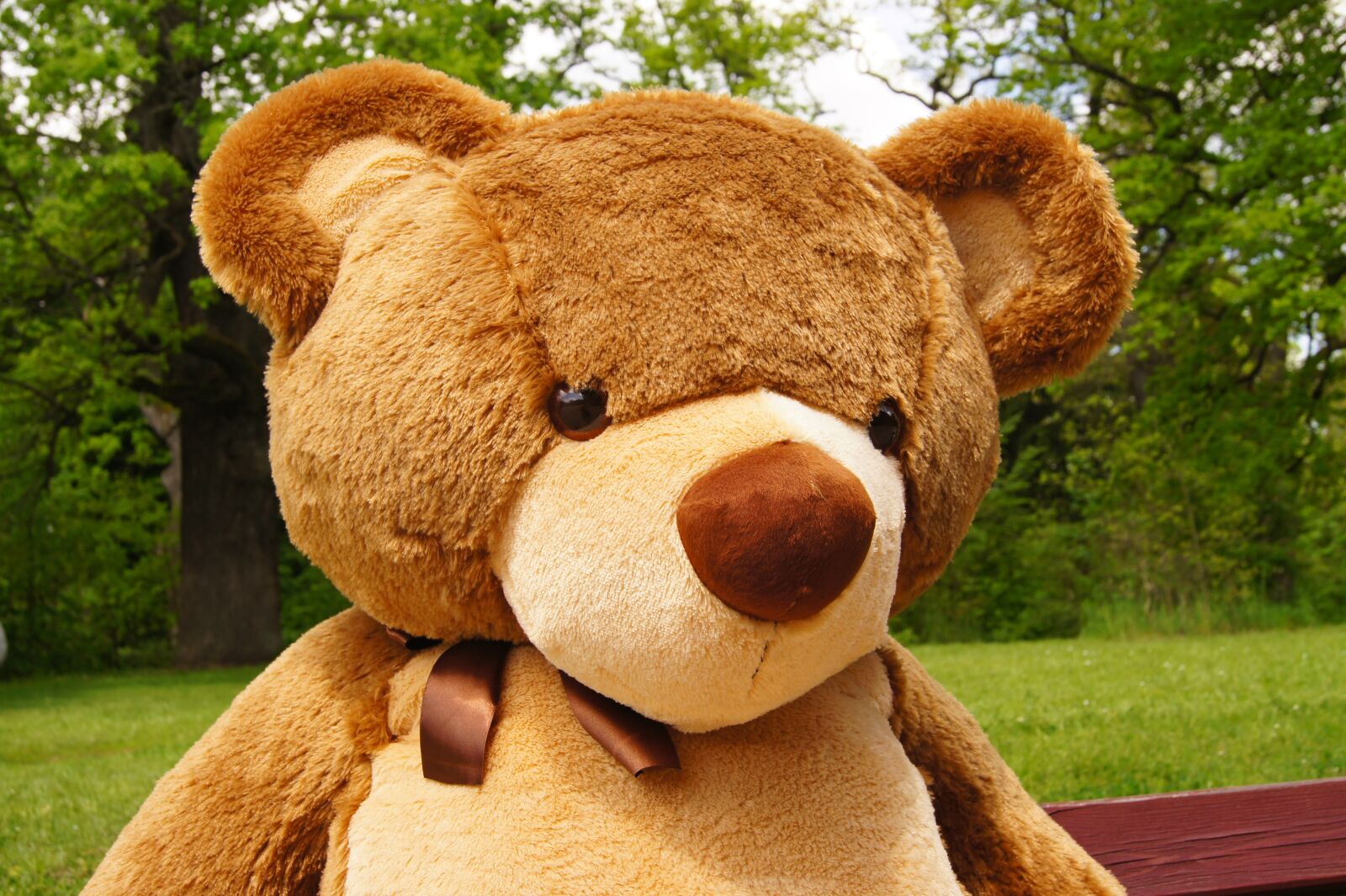 Sony SLT-A33 sample photo. Teddy bear, plush, nature photography