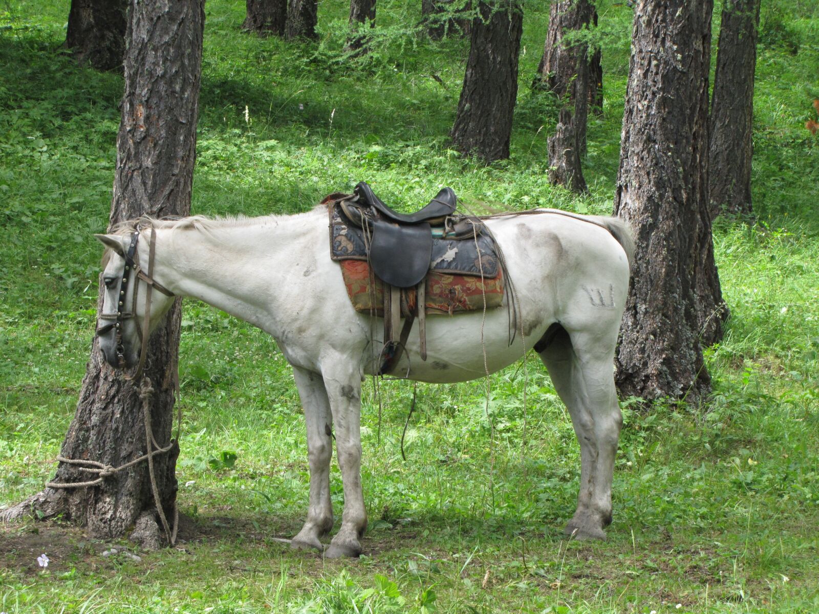 Canon PowerShot SX20 IS sample photo. Russia, altai, nature photography