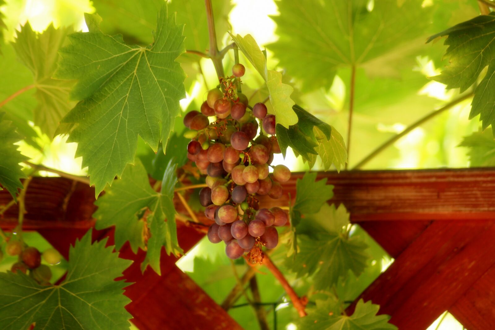 Canon EOS 1200D (EOS Rebel T5 / EOS Kiss X70 / EOS Hi) sample photo. Grapes, summer, fruit photography