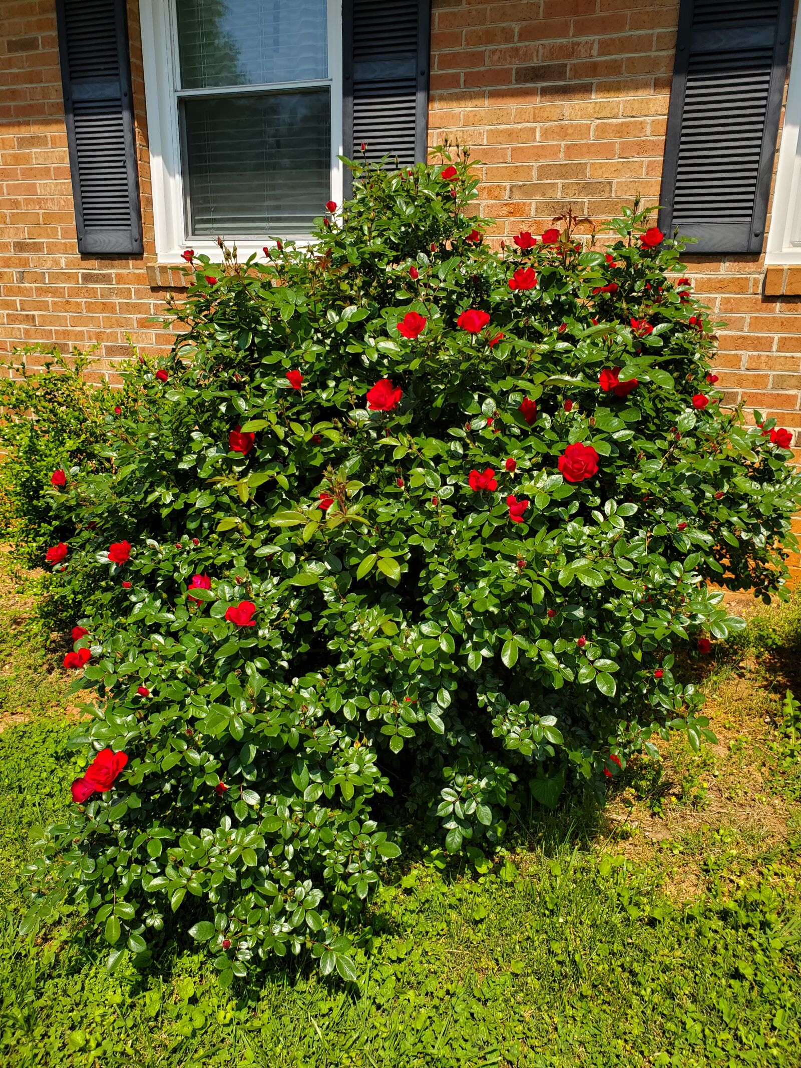 Samsung Galaxy S10 sample photo. Rose bush, blooming, bloom photography