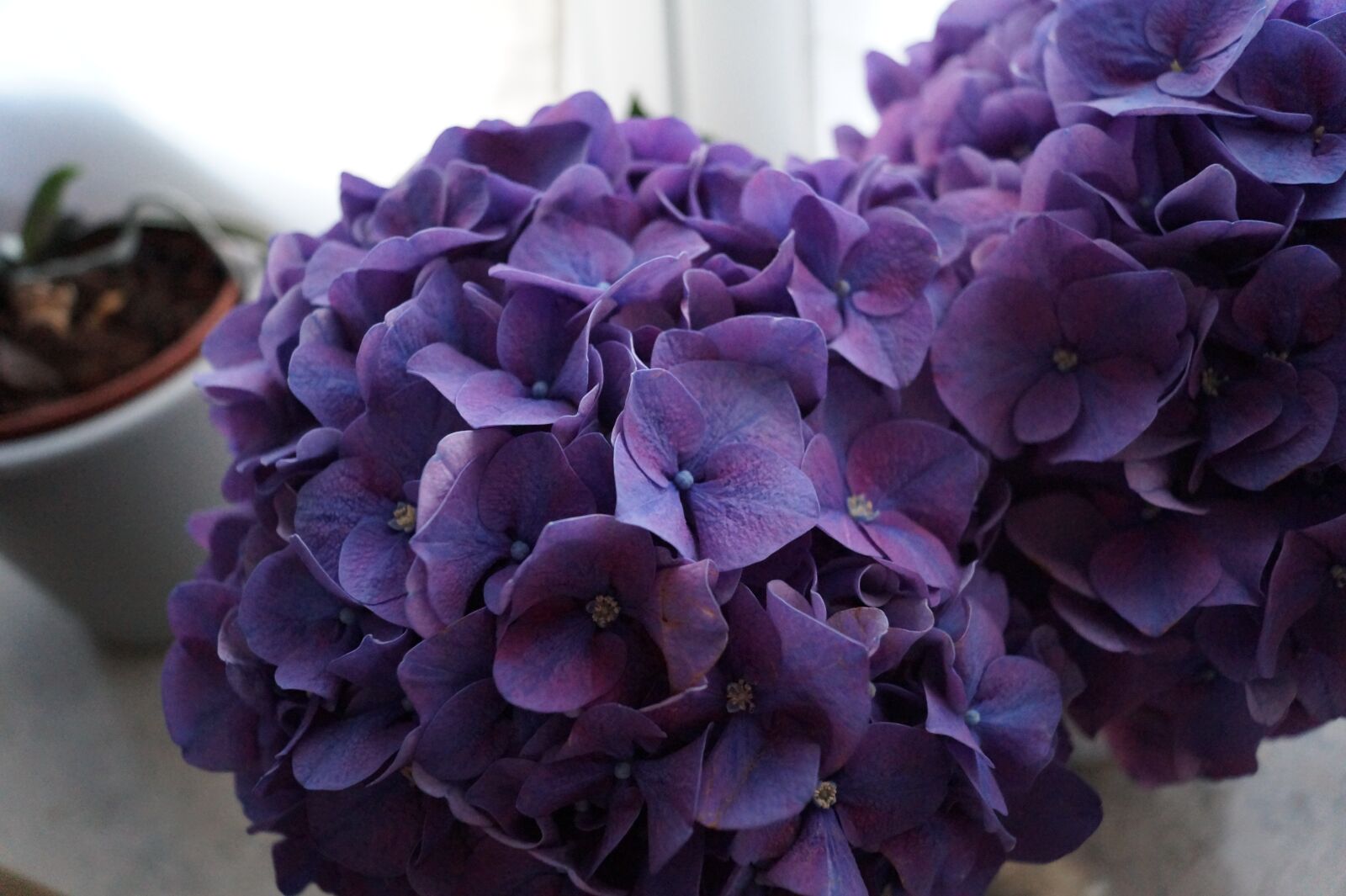 Sony DT 18-55mm F3.5-5.6 SAM II sample photo. Hydrangea, purple, flower photography