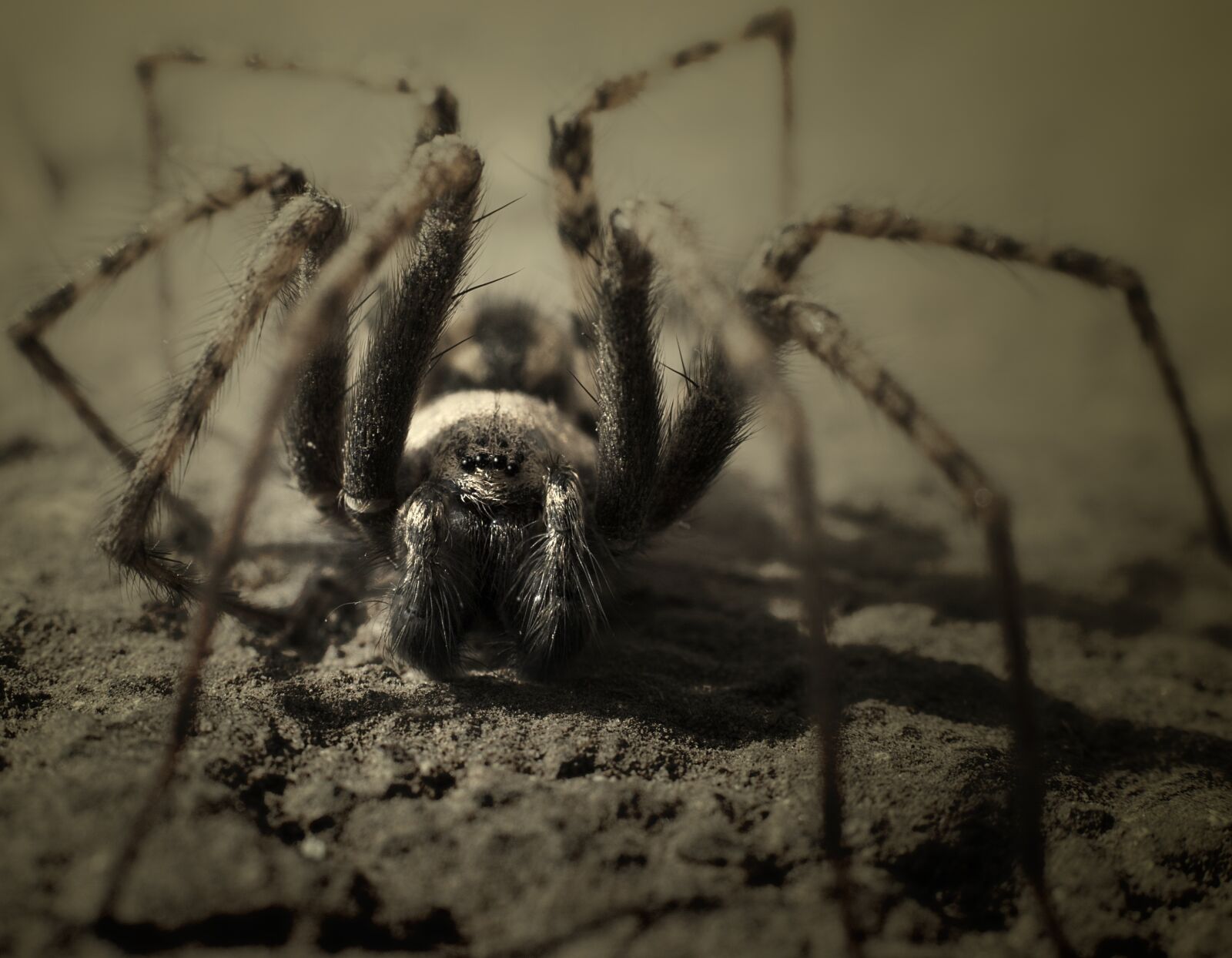 Nikon D60 sample photo. Spider, insect, nature photography