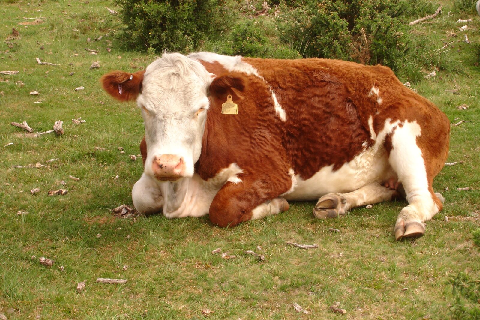 Sony DSC-P200 sample photo. Cow, grass, grumpy photography