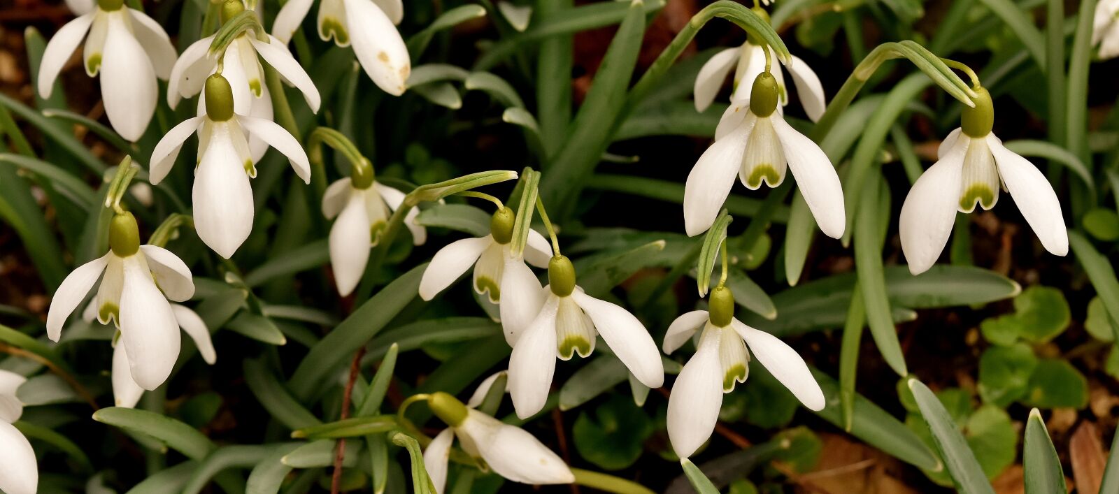 Nikon D7200 sample photo. Snowdrop, flowers, signs of photography