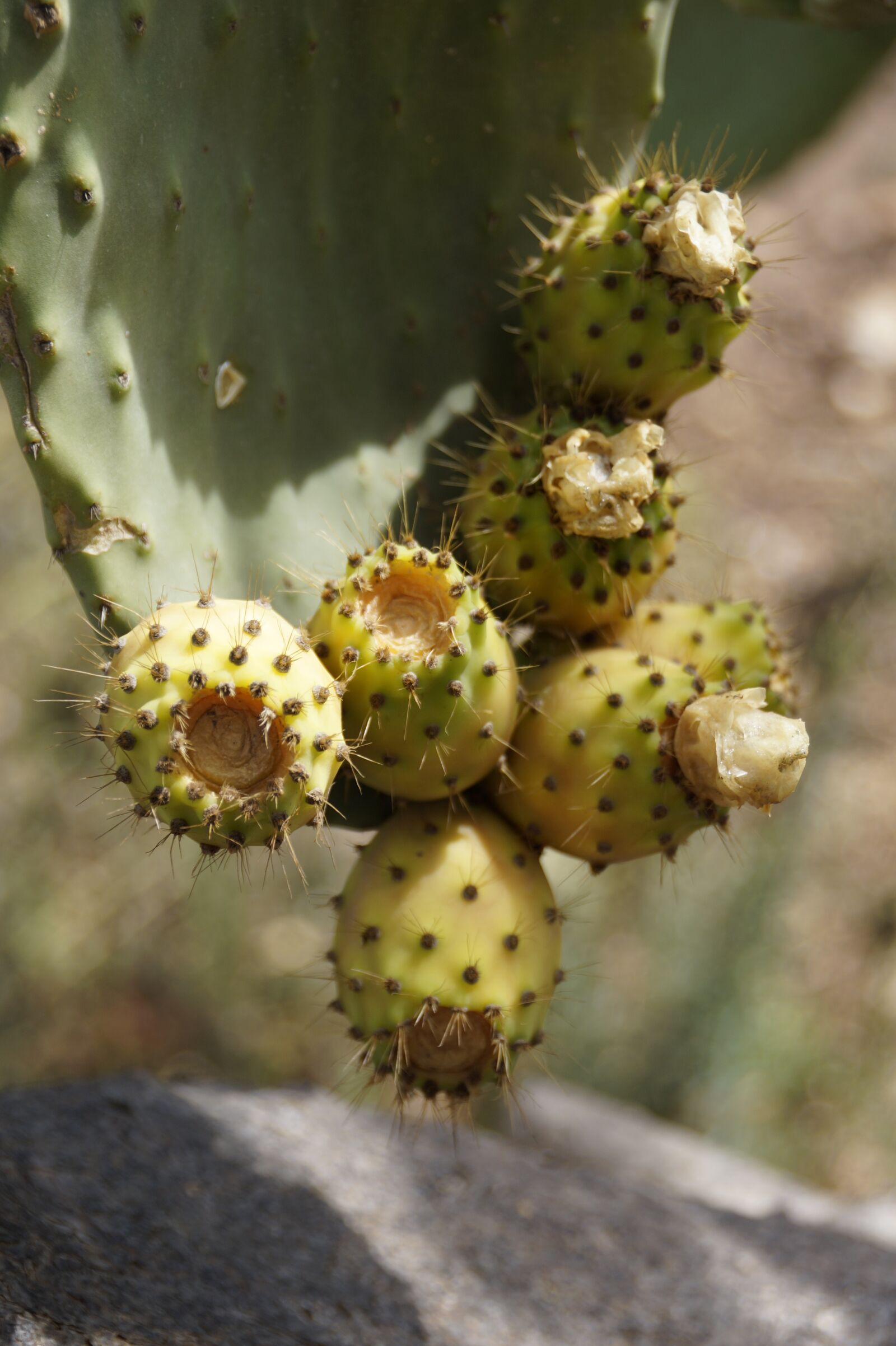 Sony SLT-A58 + Sony DT 18-250mm F3.5-6.3 sample photo. Prickly pear, cactus fruit photography