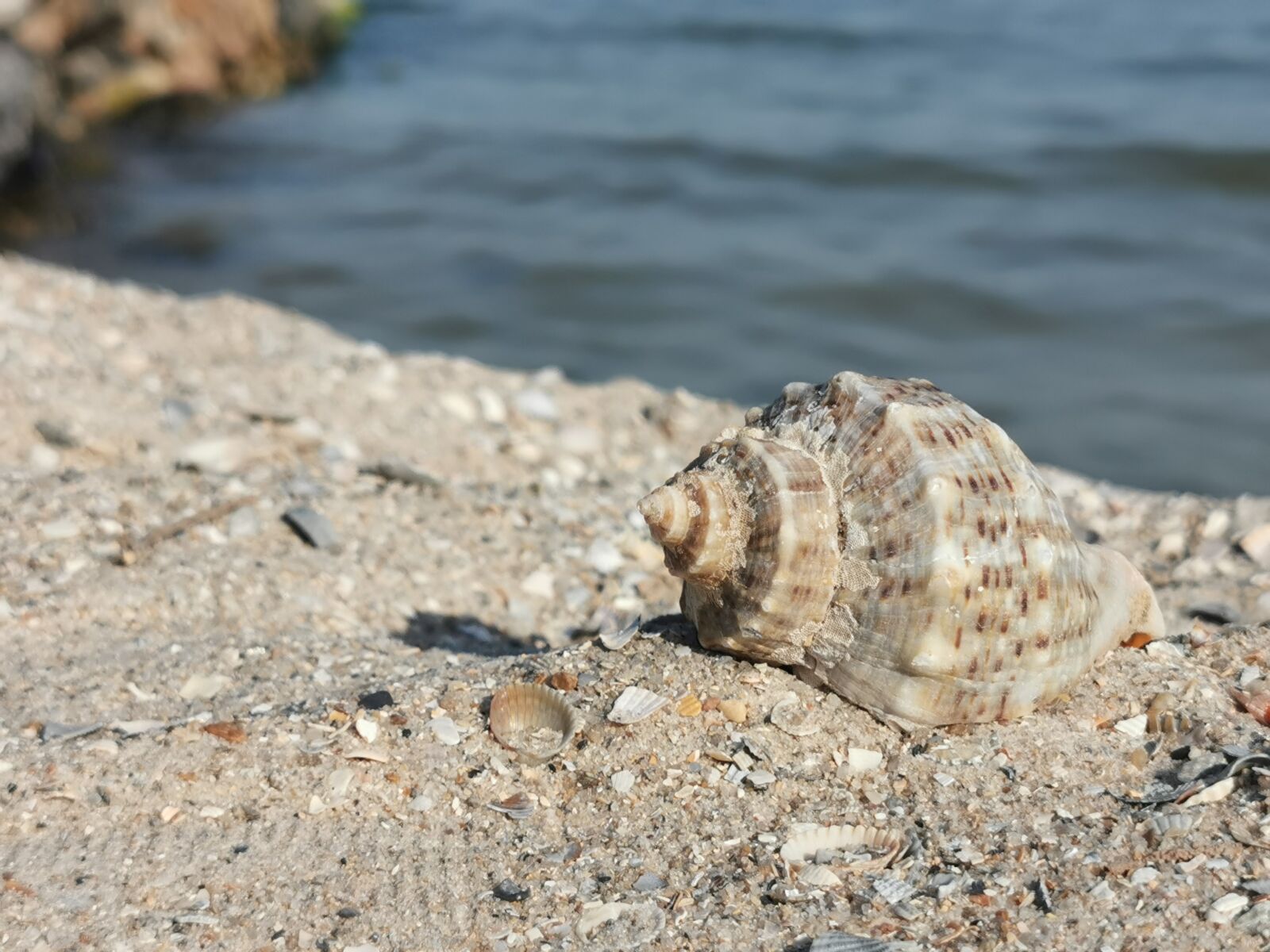 HUAWEI P30 Pro sample photo. Shell, sea, sand photography
