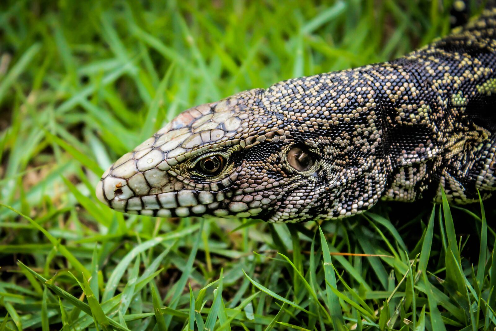 Canon EOS 600D (Rebel EOS T3i / EOS Kiss X5) sample photo. Nature, reptiles, lizards photography