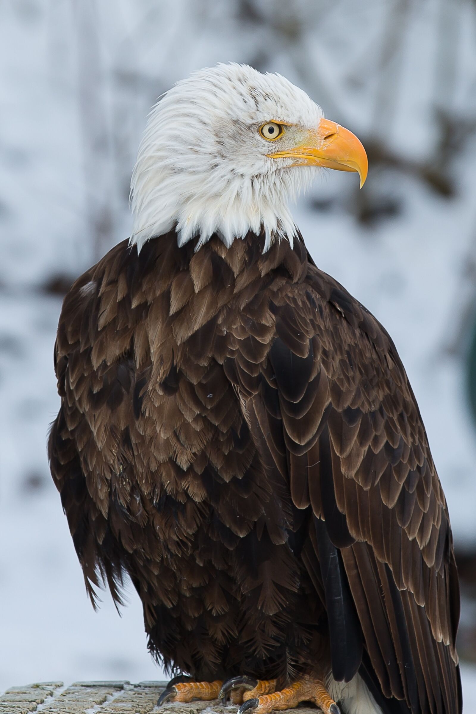 Canon EOS 5D Mark III sample photo. Bald eagle, adler, bird photography